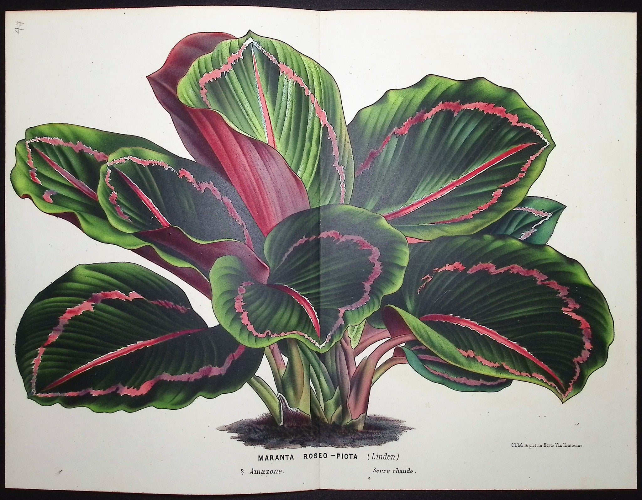 Leafy Plant
