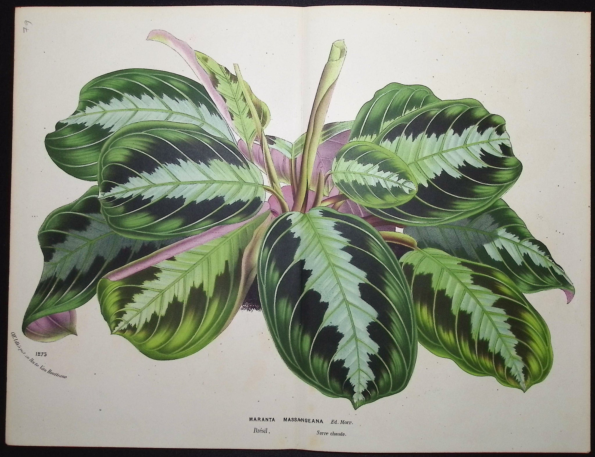 Leafy Plant