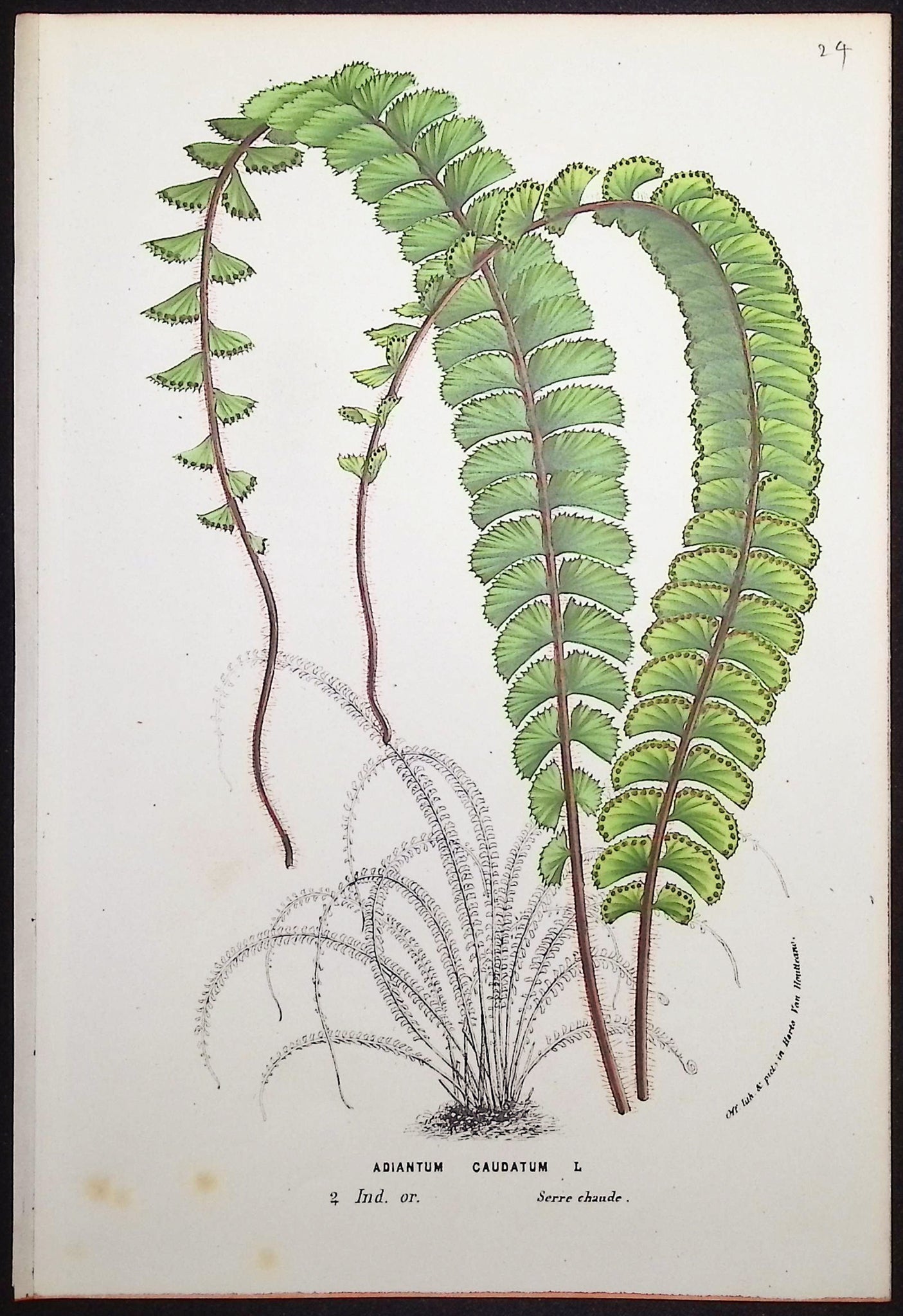 Fern