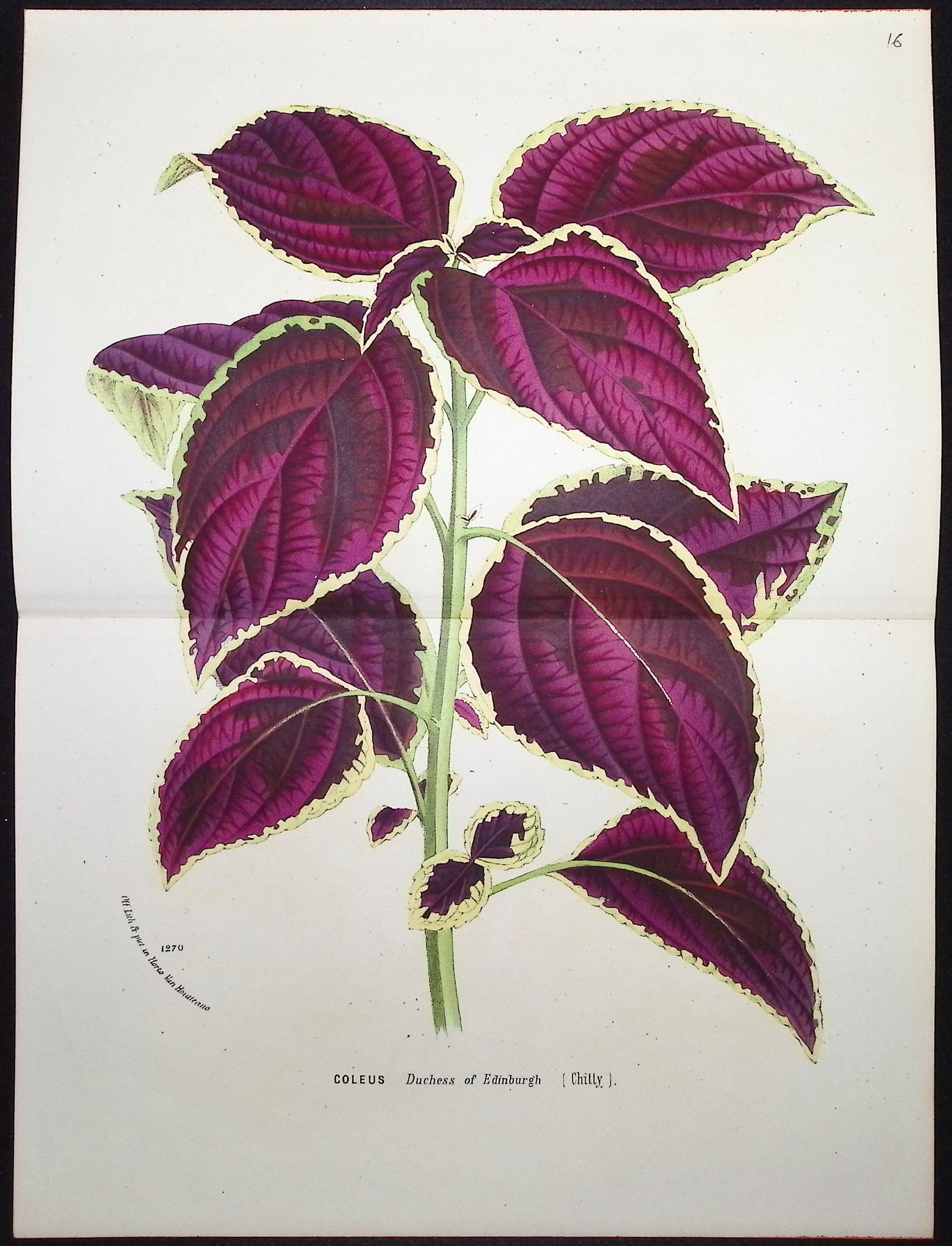 Leafy Plant