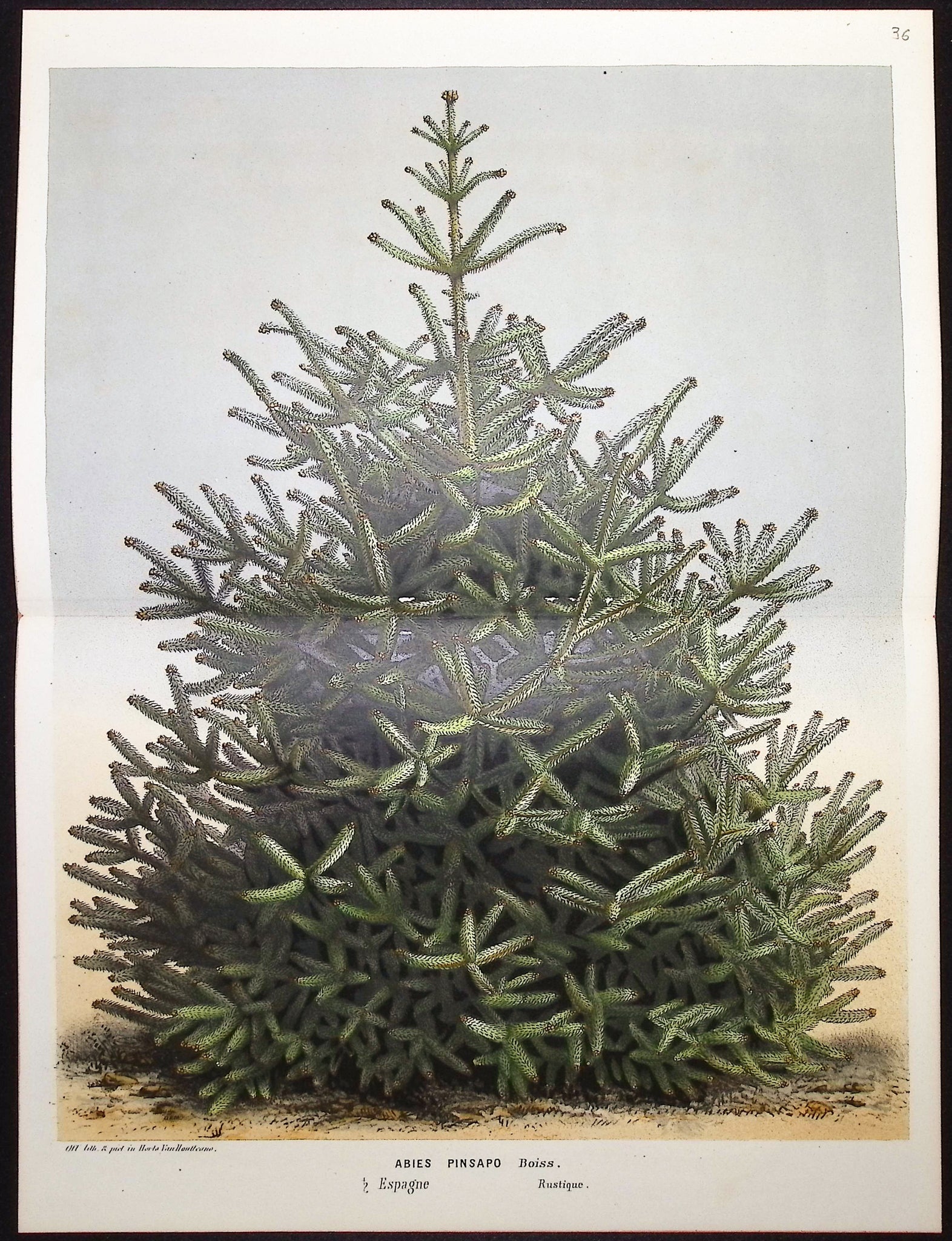 Pine Tree