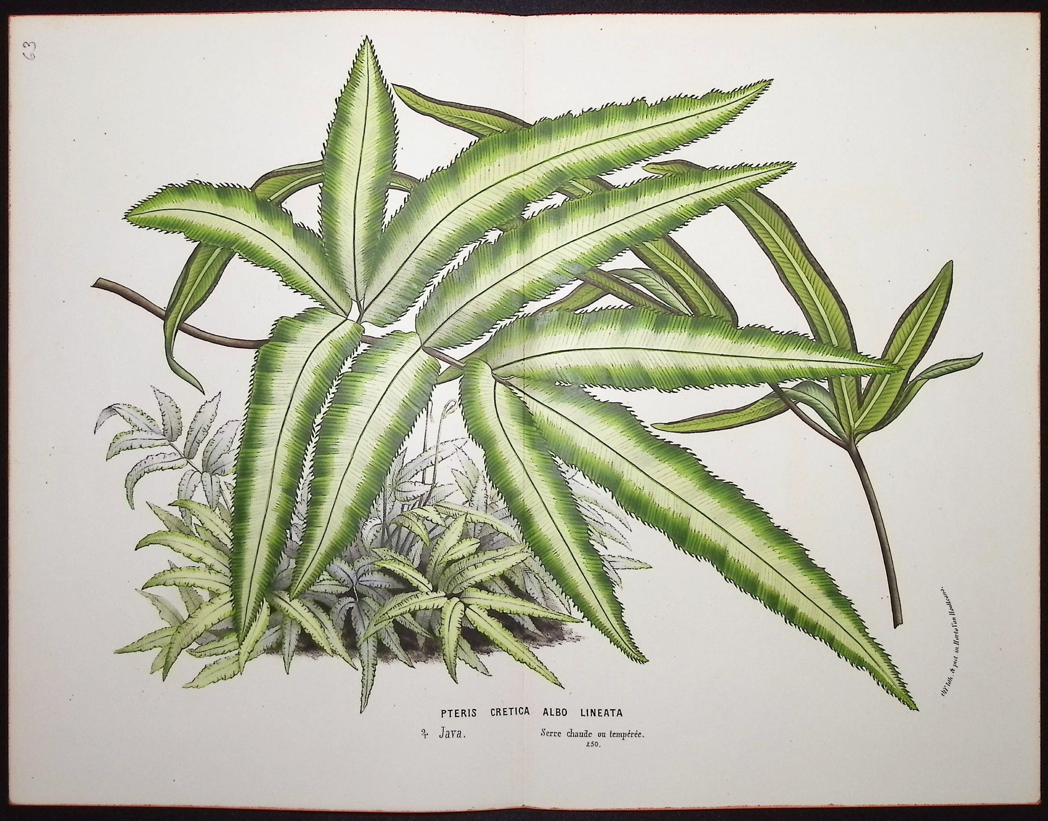 Fern