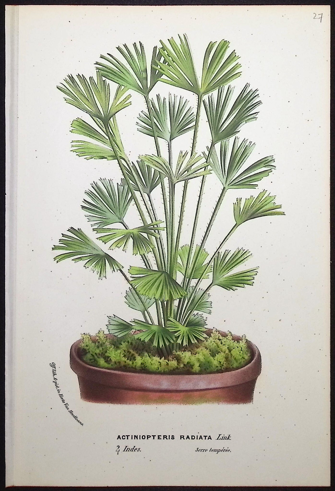 Fern