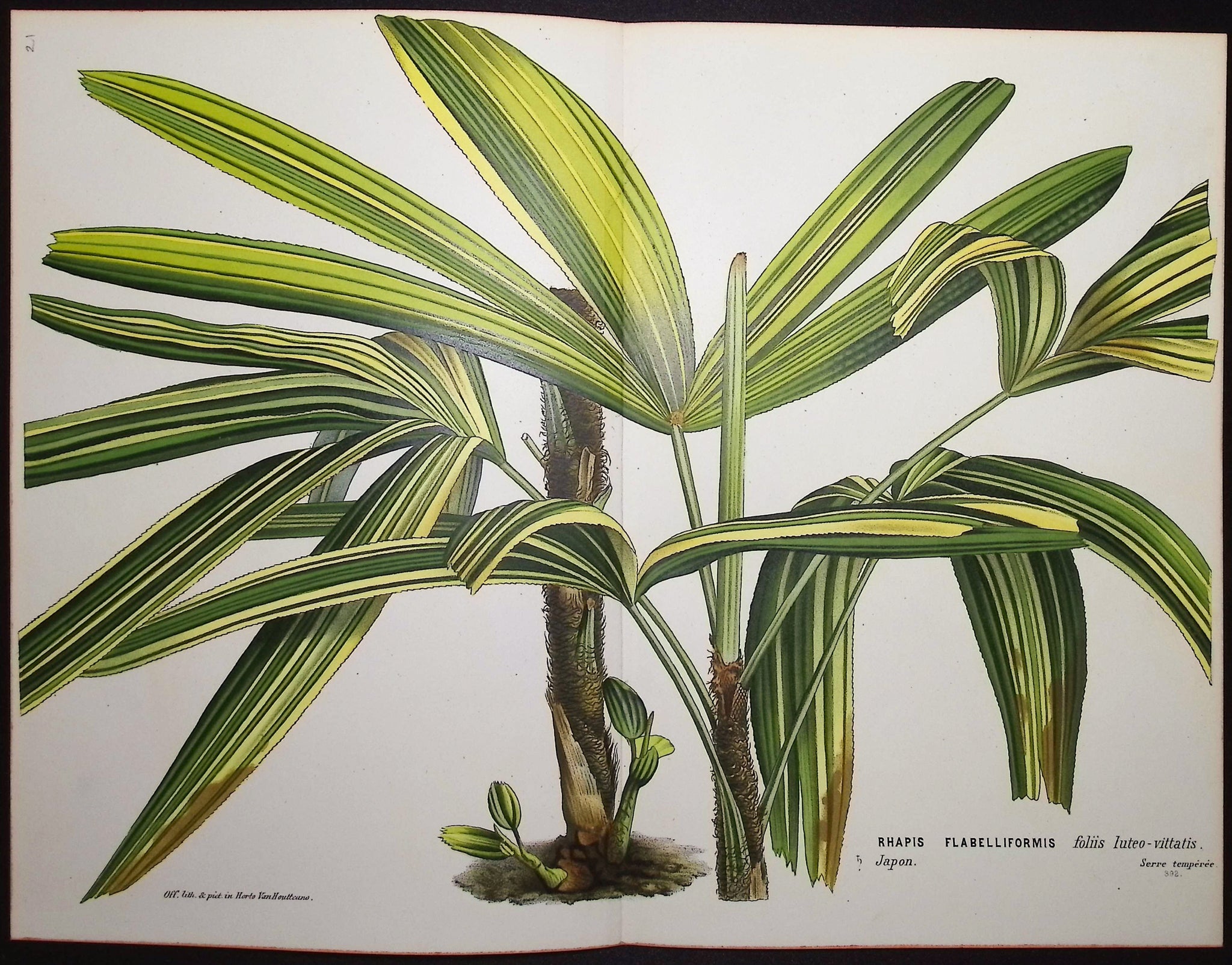 Broadleaf Lady Palm (Rhapis Flabelliformis)