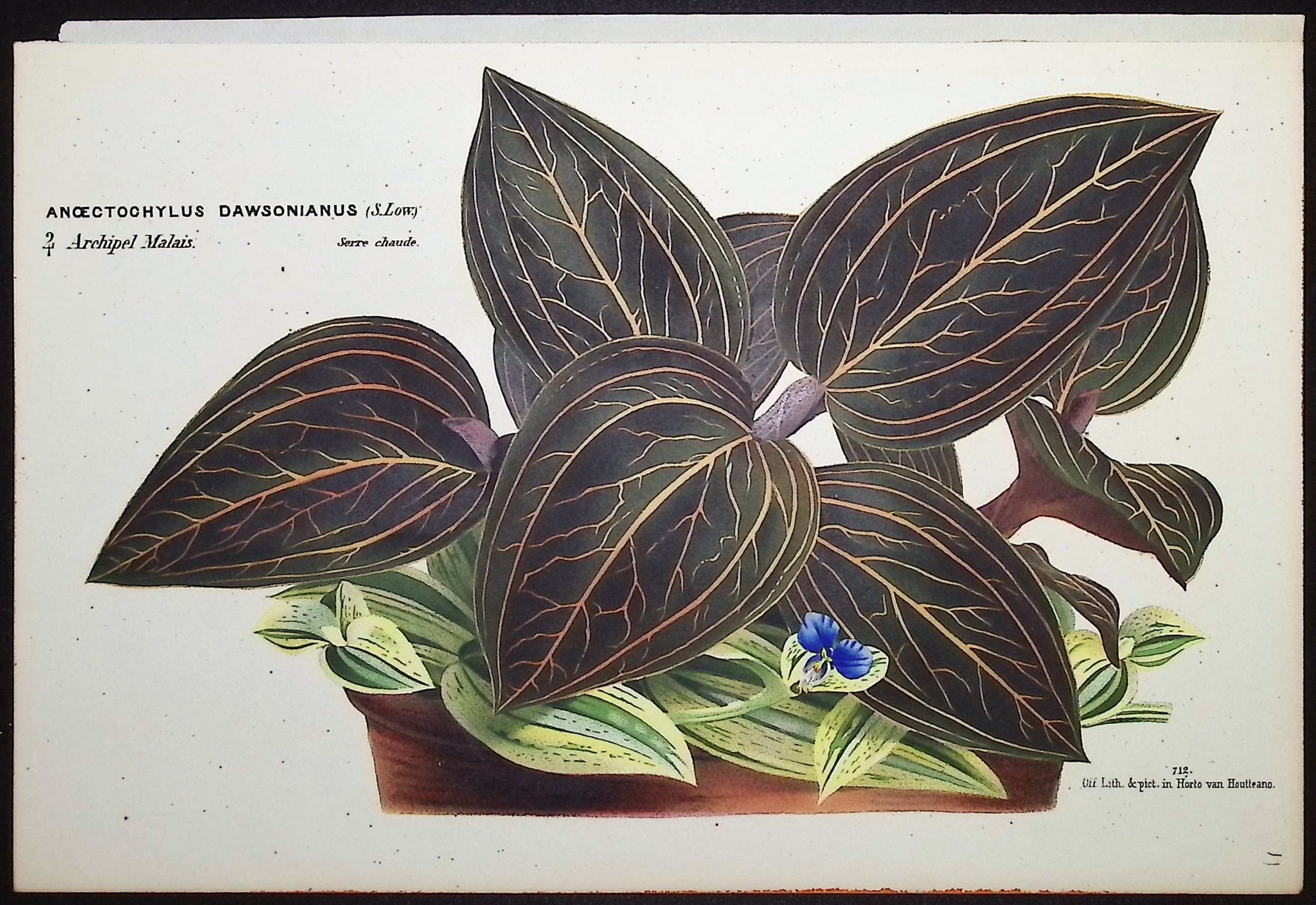 Leafy Plant