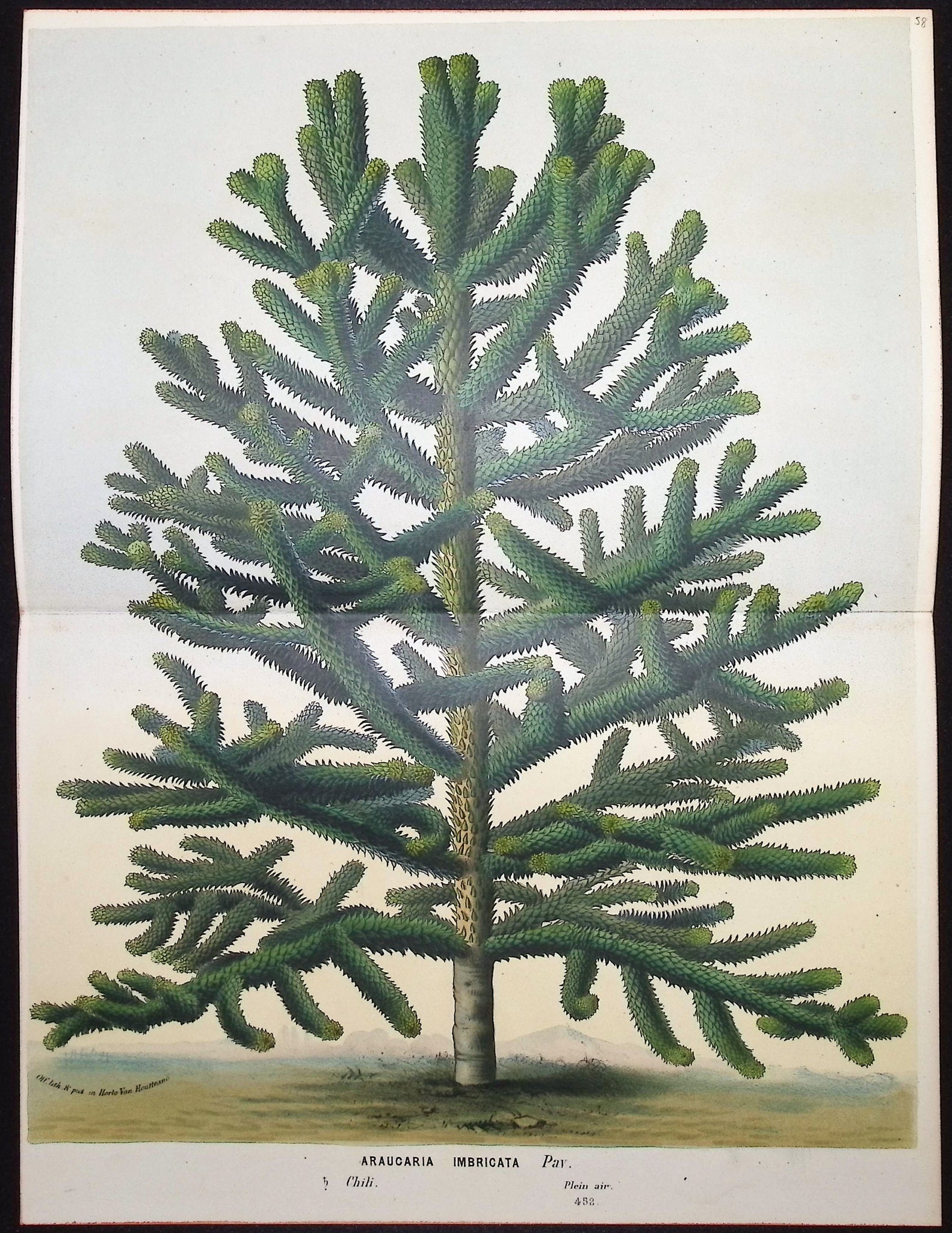 Pine Tree