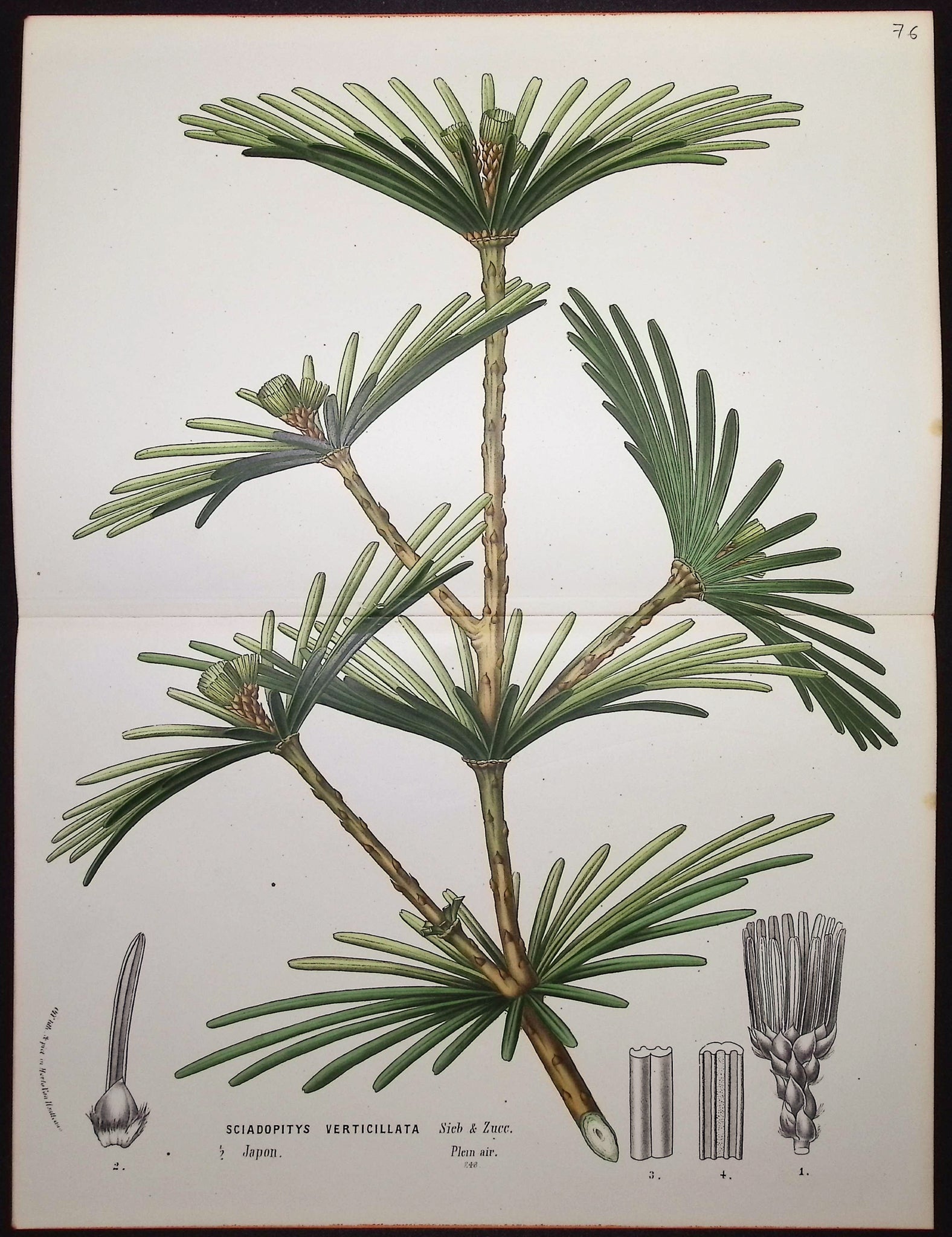 Umbrella Pine (Sciadopitys Verticillata)