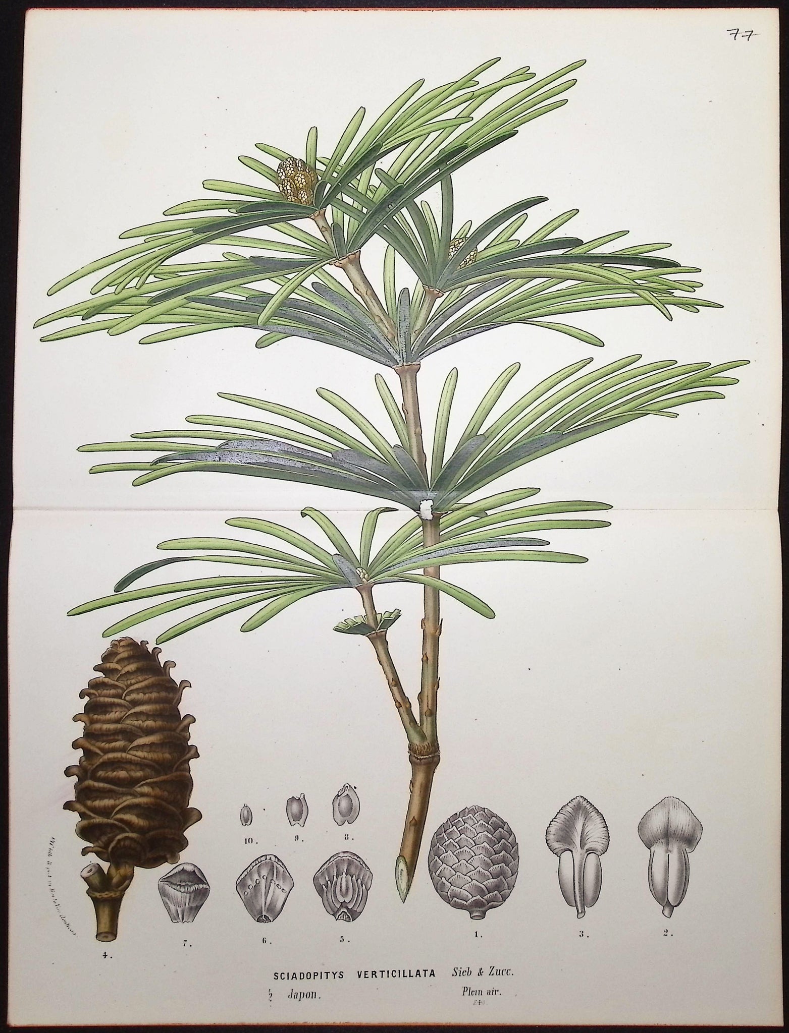 Umbrella Pine (Sciadopitys Verticillata)