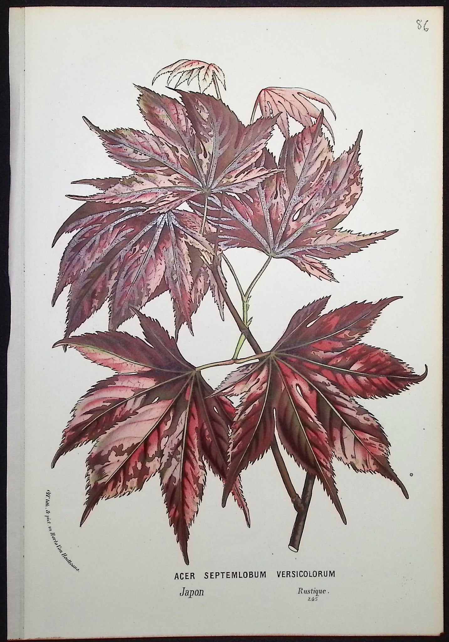 Japanese Maple (Acer Septemlobum Versicolorum)