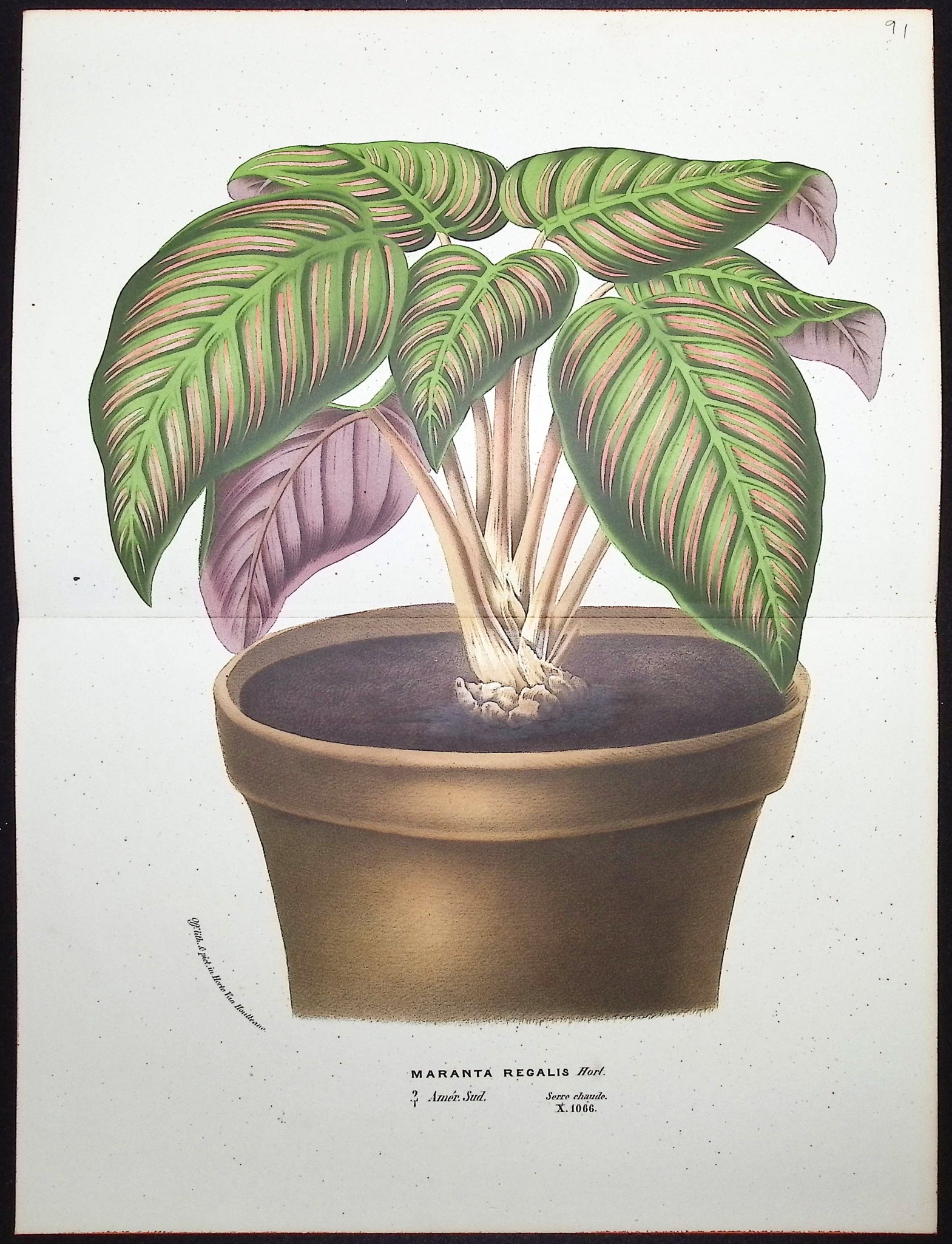 Potted Prayer Plant (Maranta Regalis)