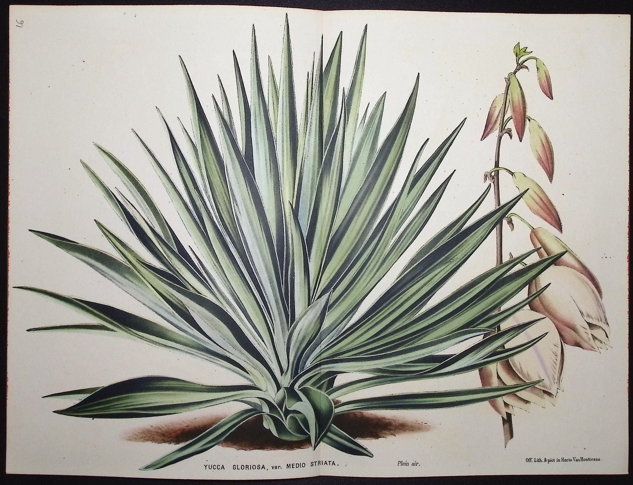 Spanish Dagger (Yucca Gloriosa)