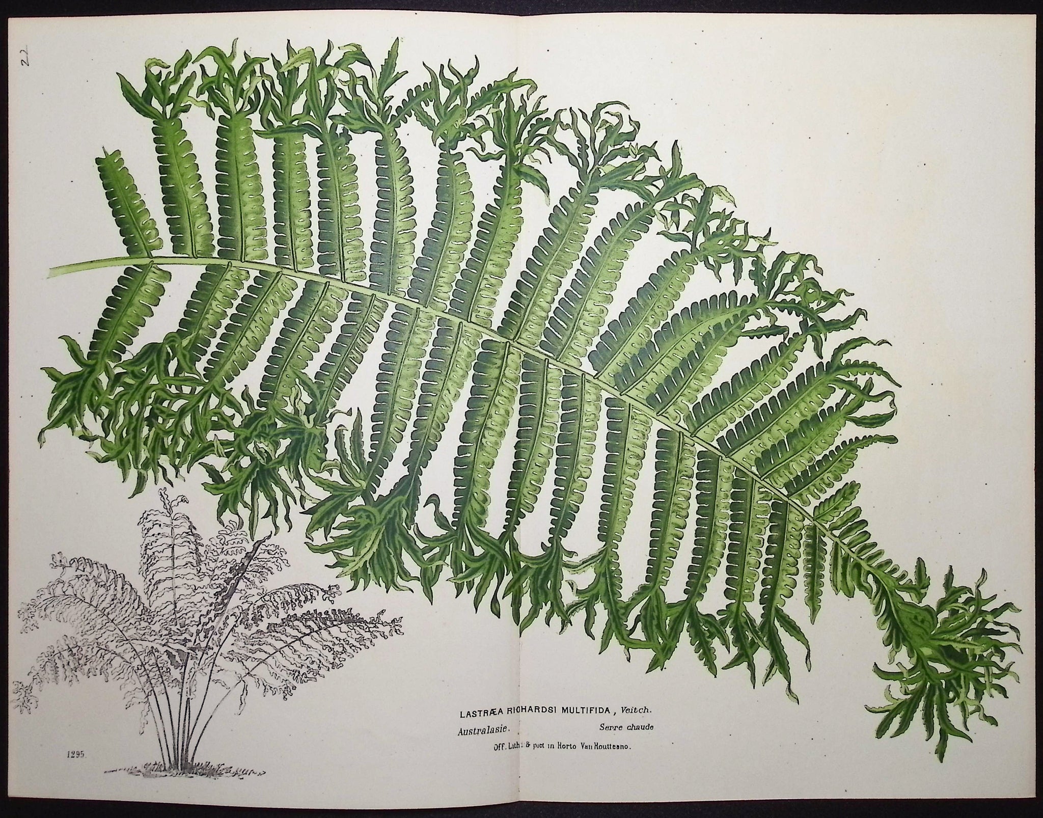 Fern