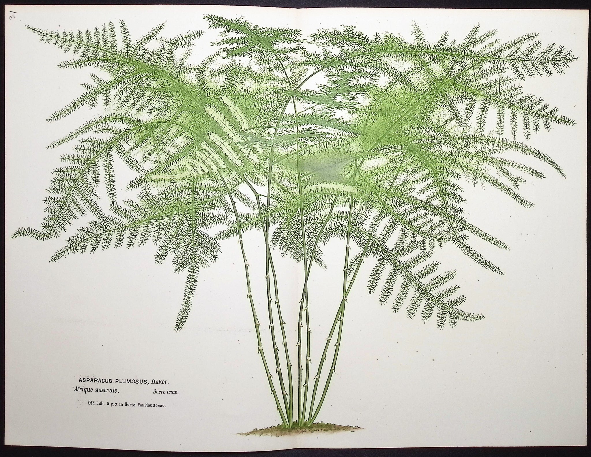 Asparagus Fern (Asparagus Plumosus)