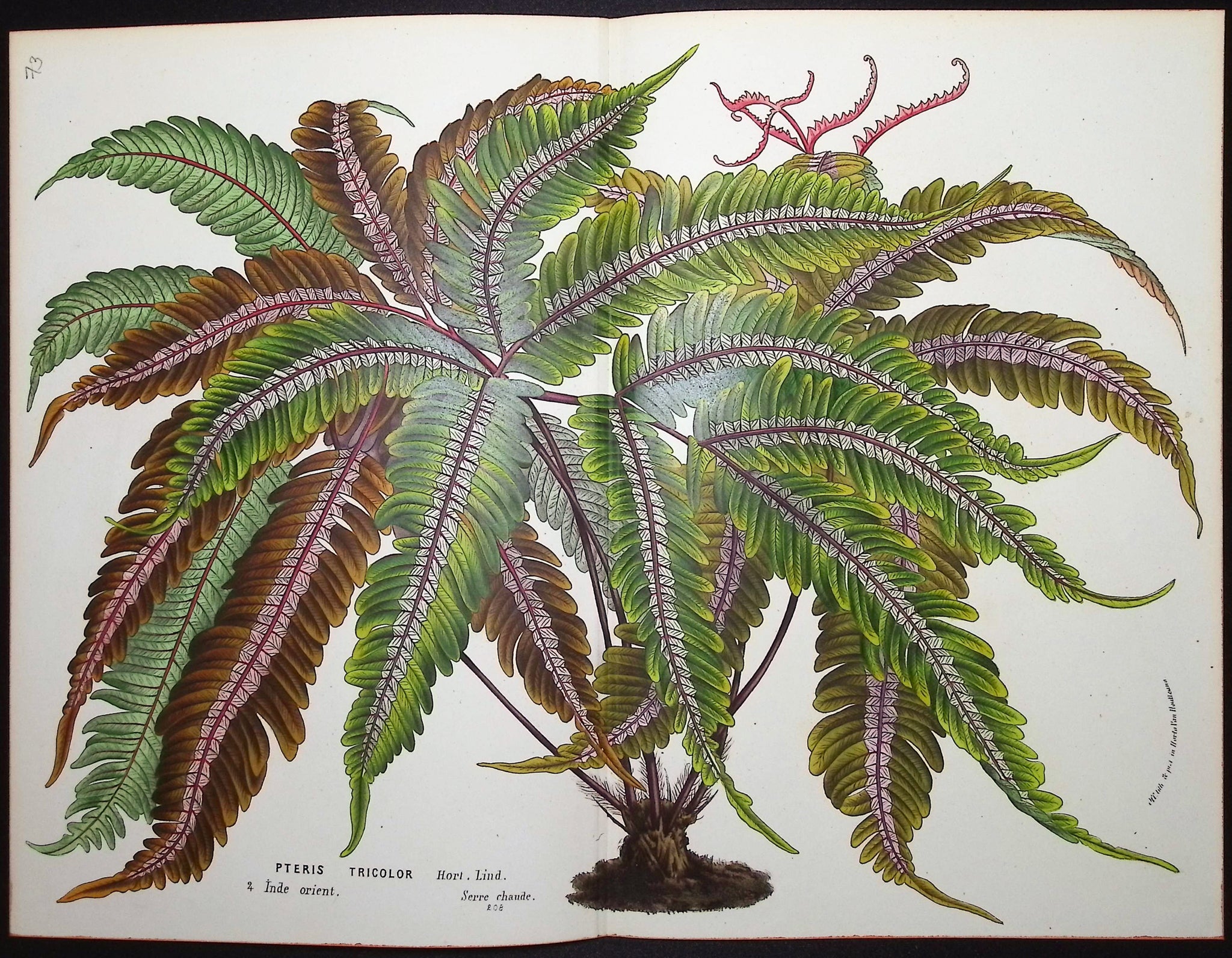 Leafy Plant