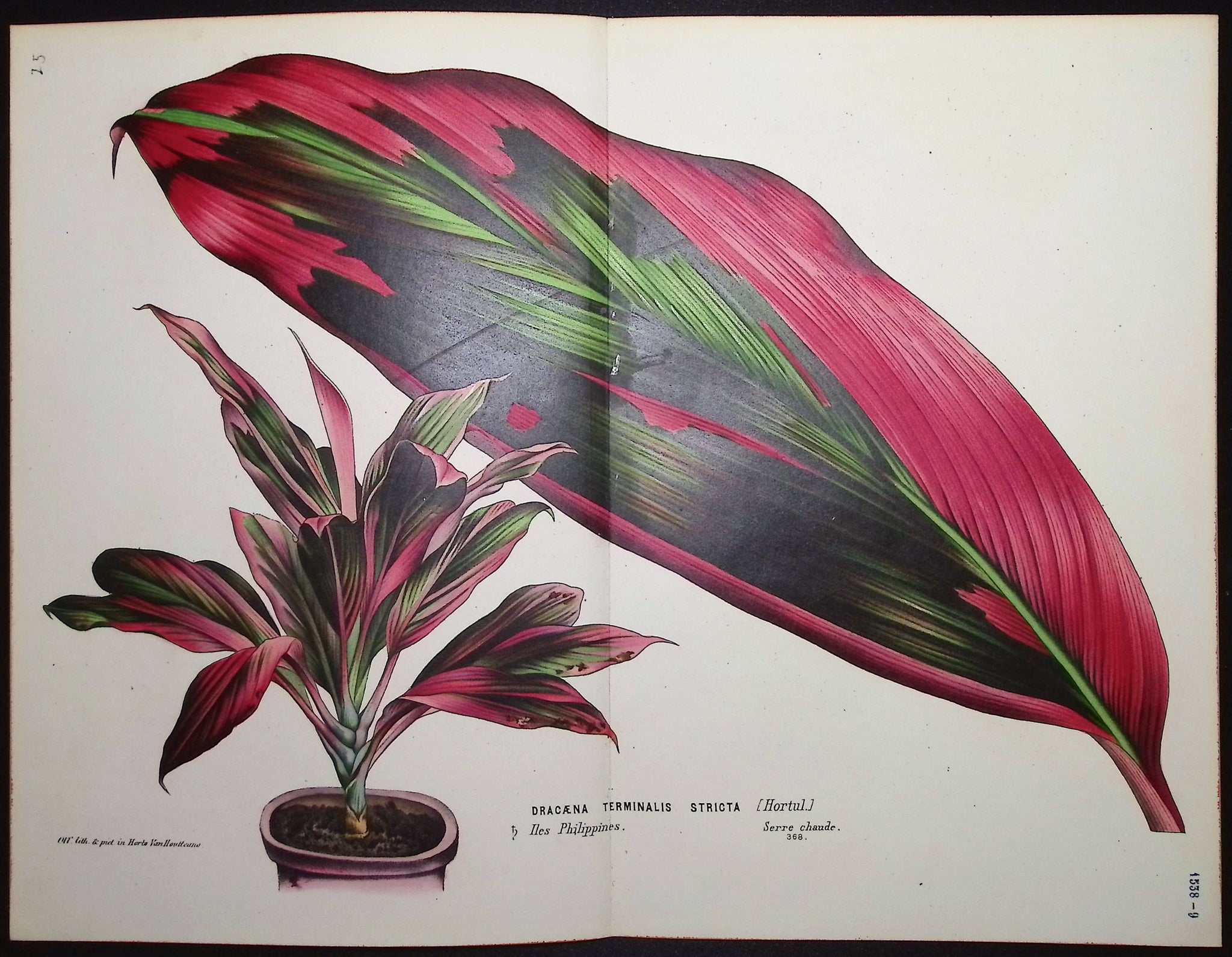 Narrow-leaved Palm Lily (Dracaena Terminalis Stricta)