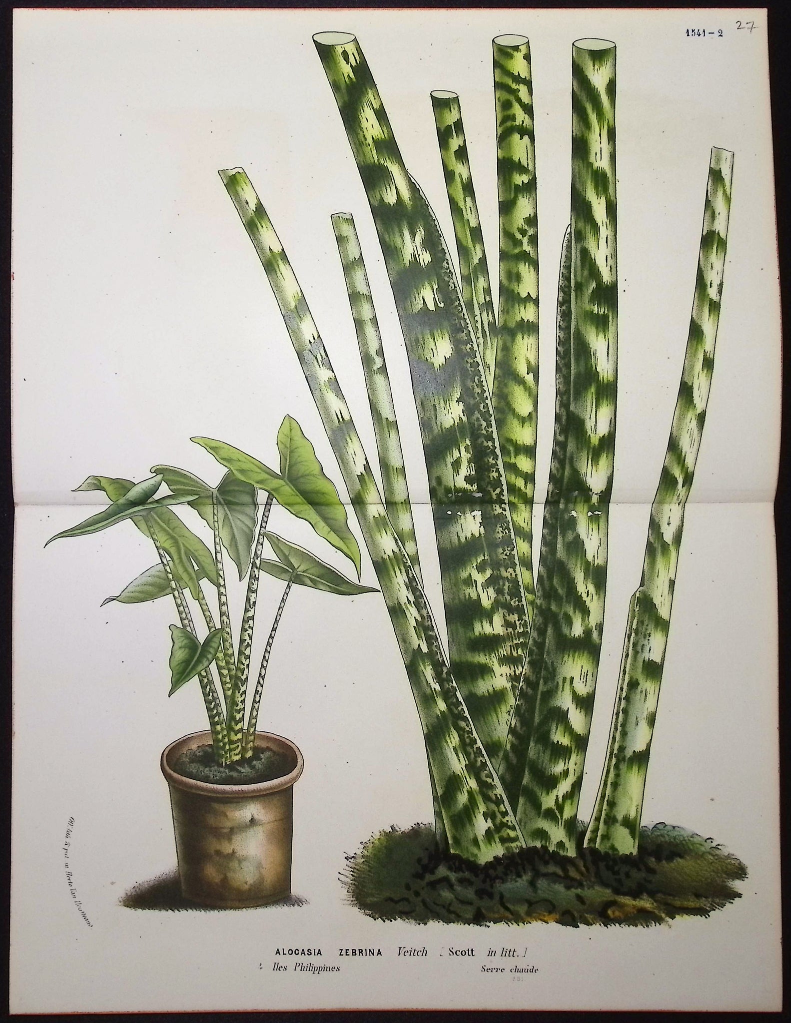 Zebra Plant (Alocasia Zebrina)