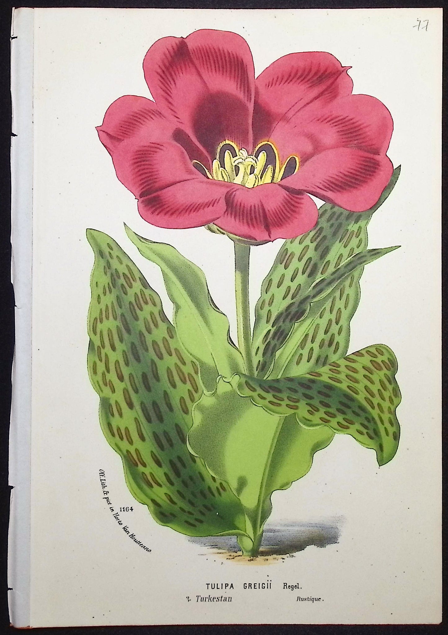 Tulip