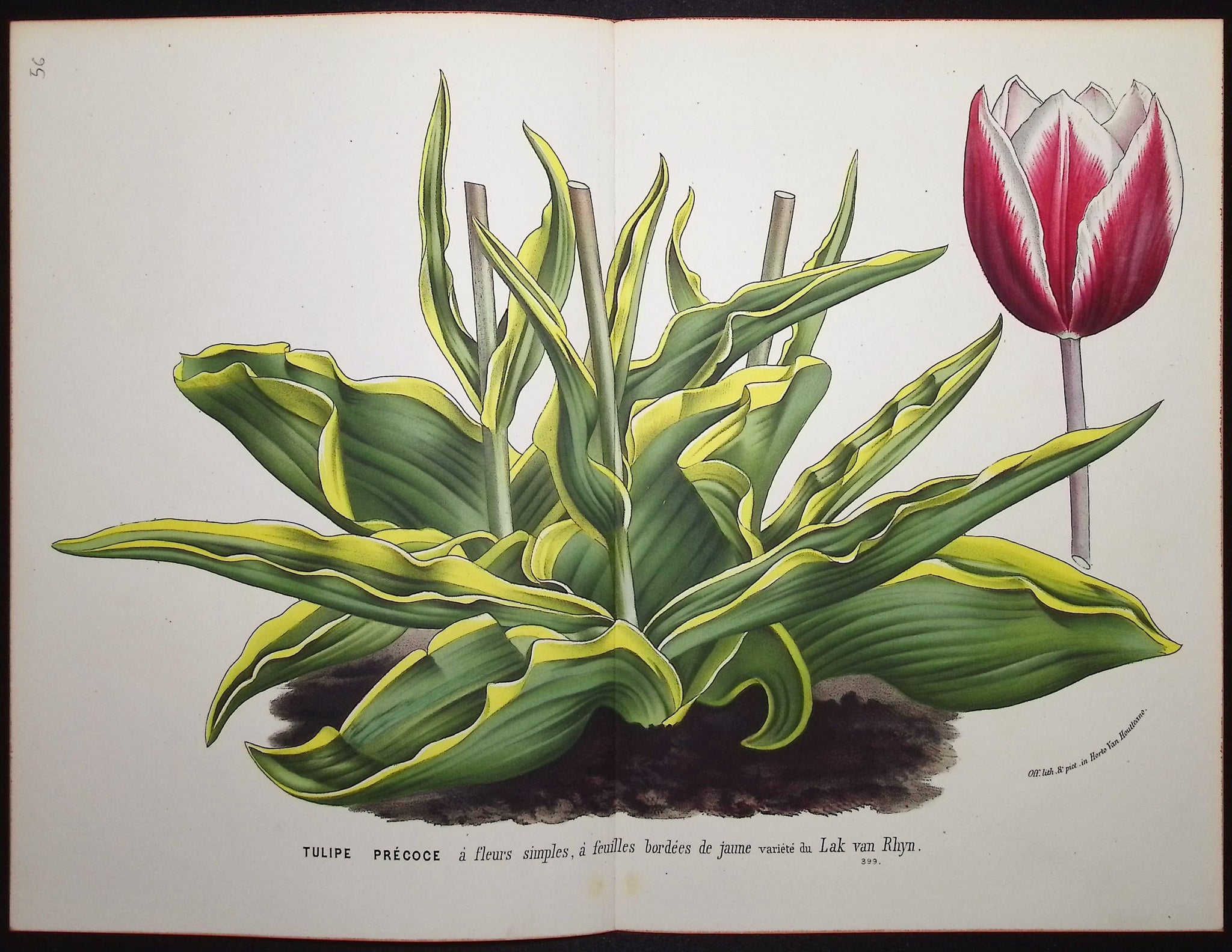 Tulip