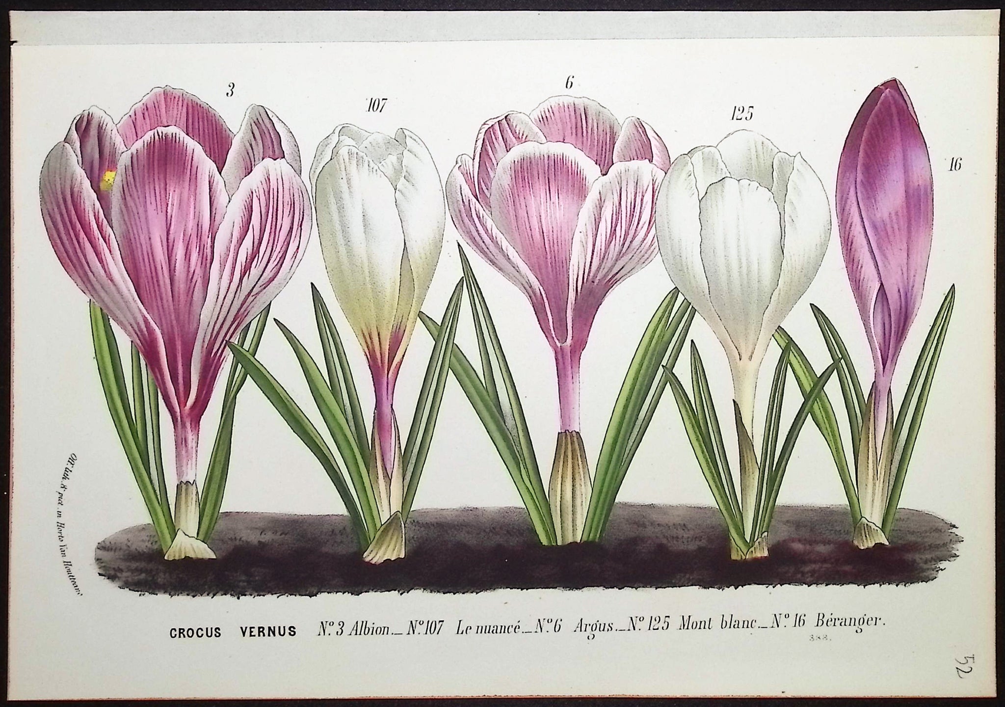 Crocus