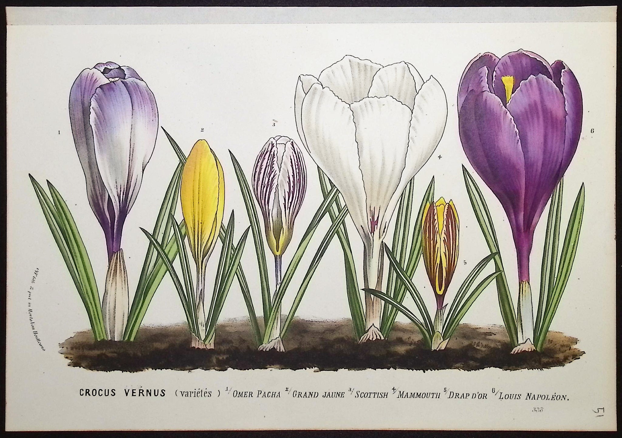 Crocus