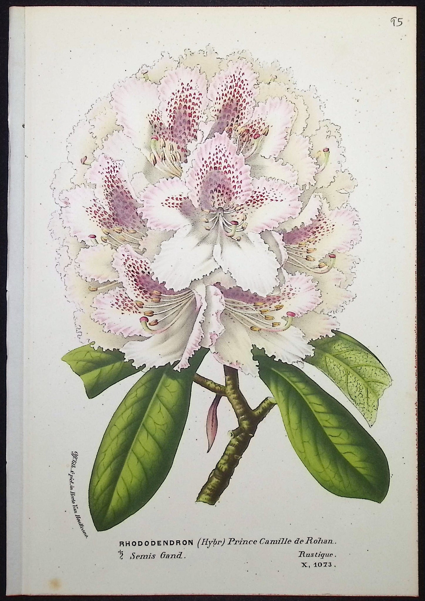 Rhododendron