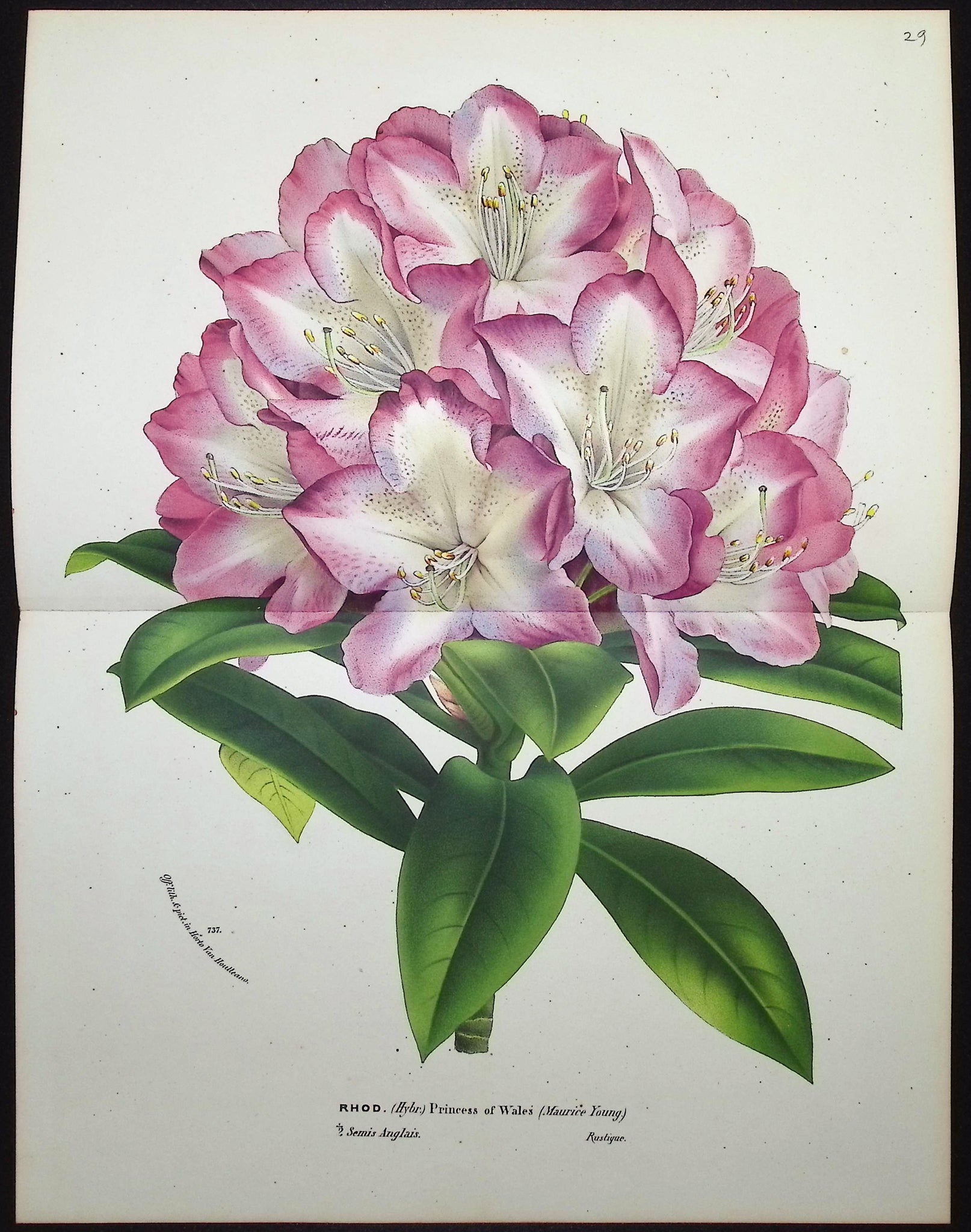 Rhododendron