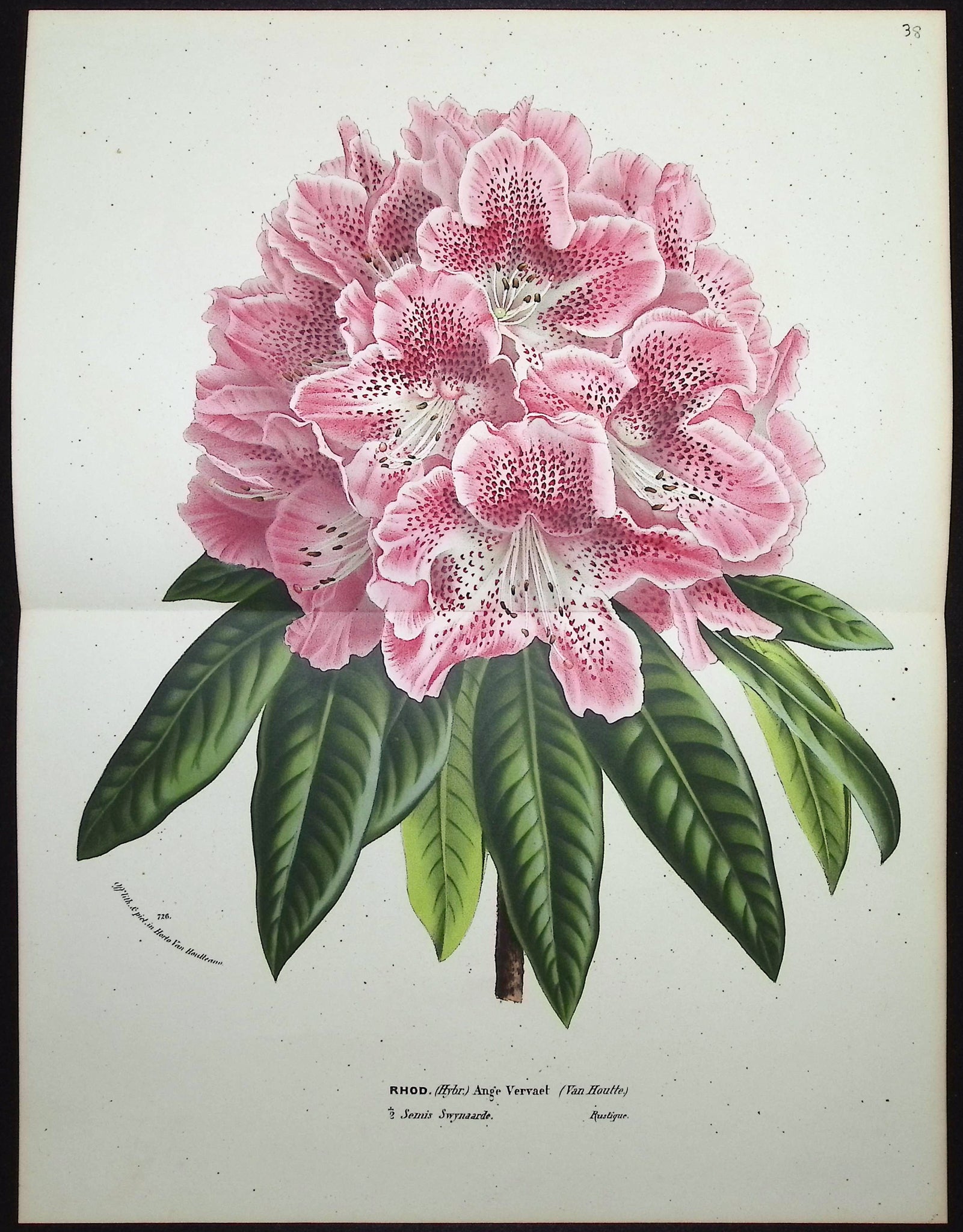 Rhododendron