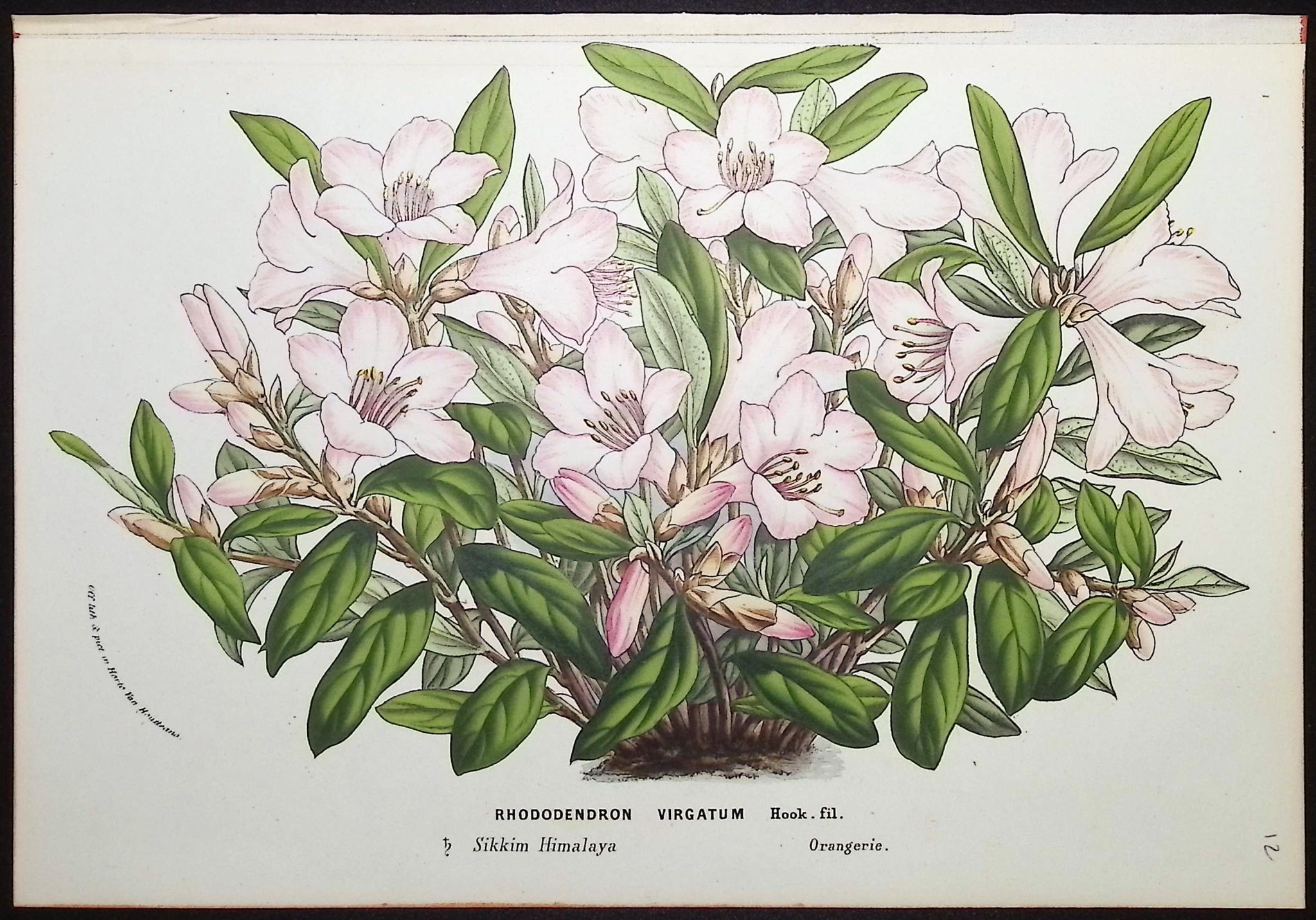Rhododendron