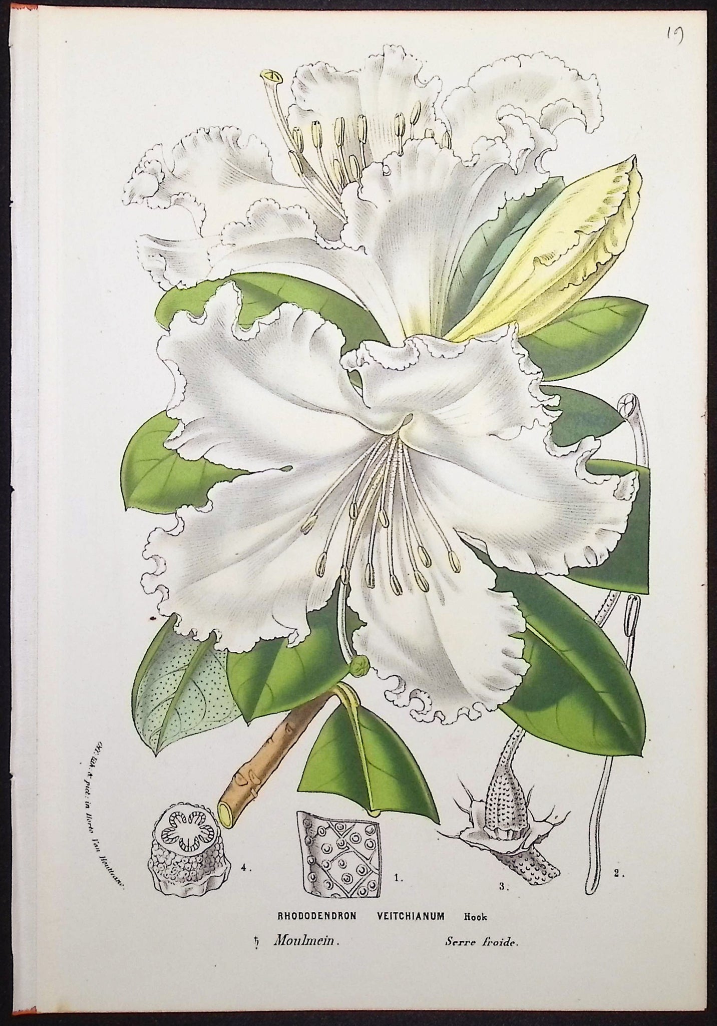 Rhododendron