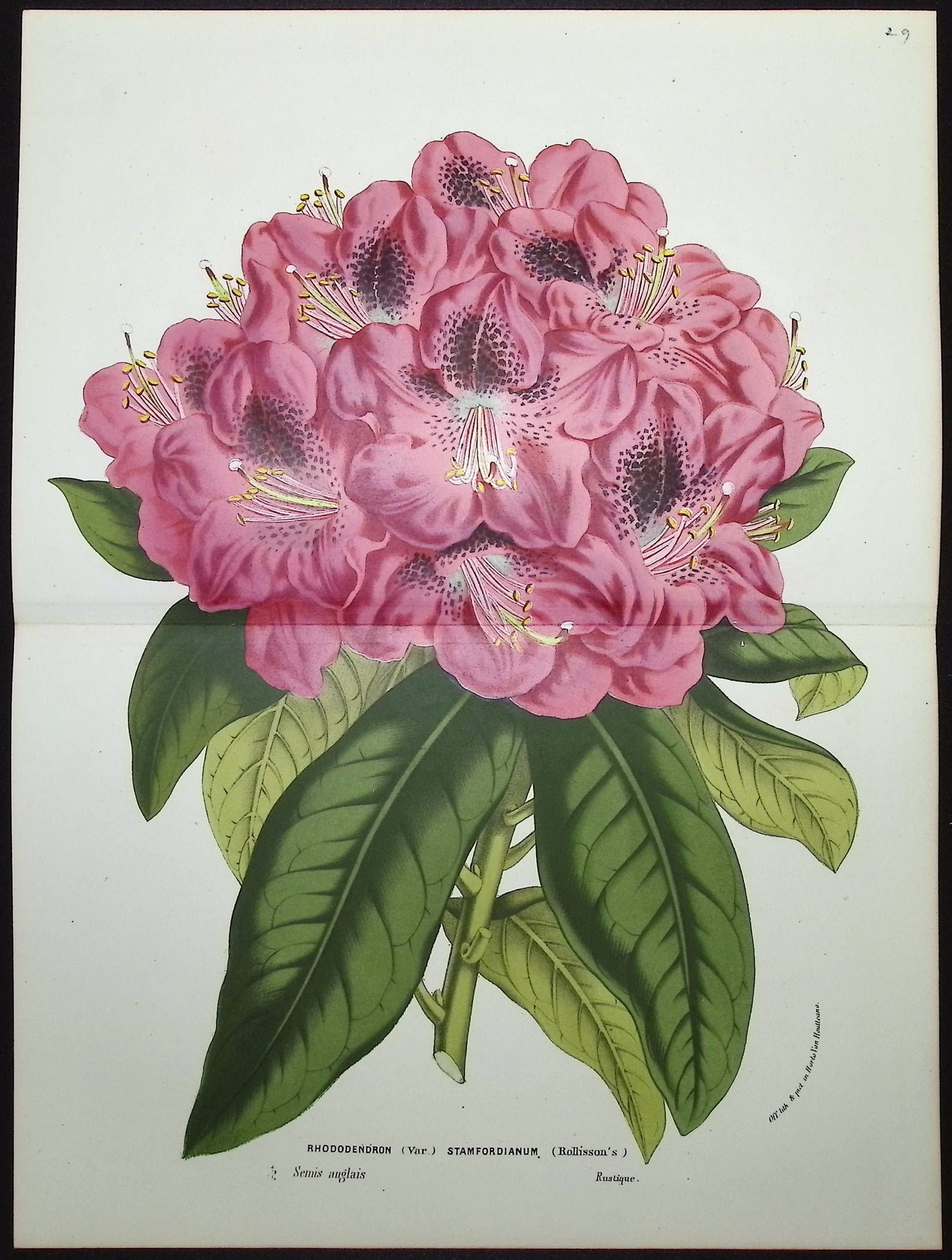 Rhododendron