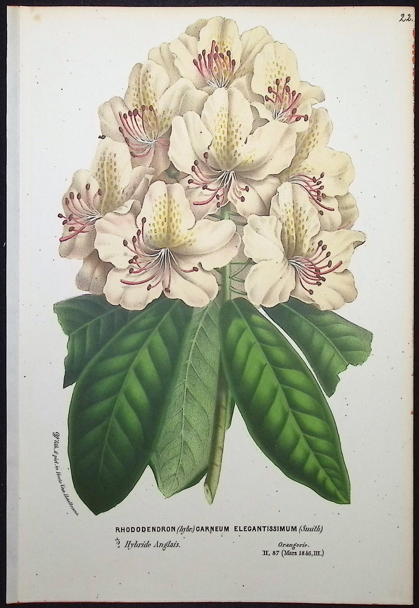Rhododendron