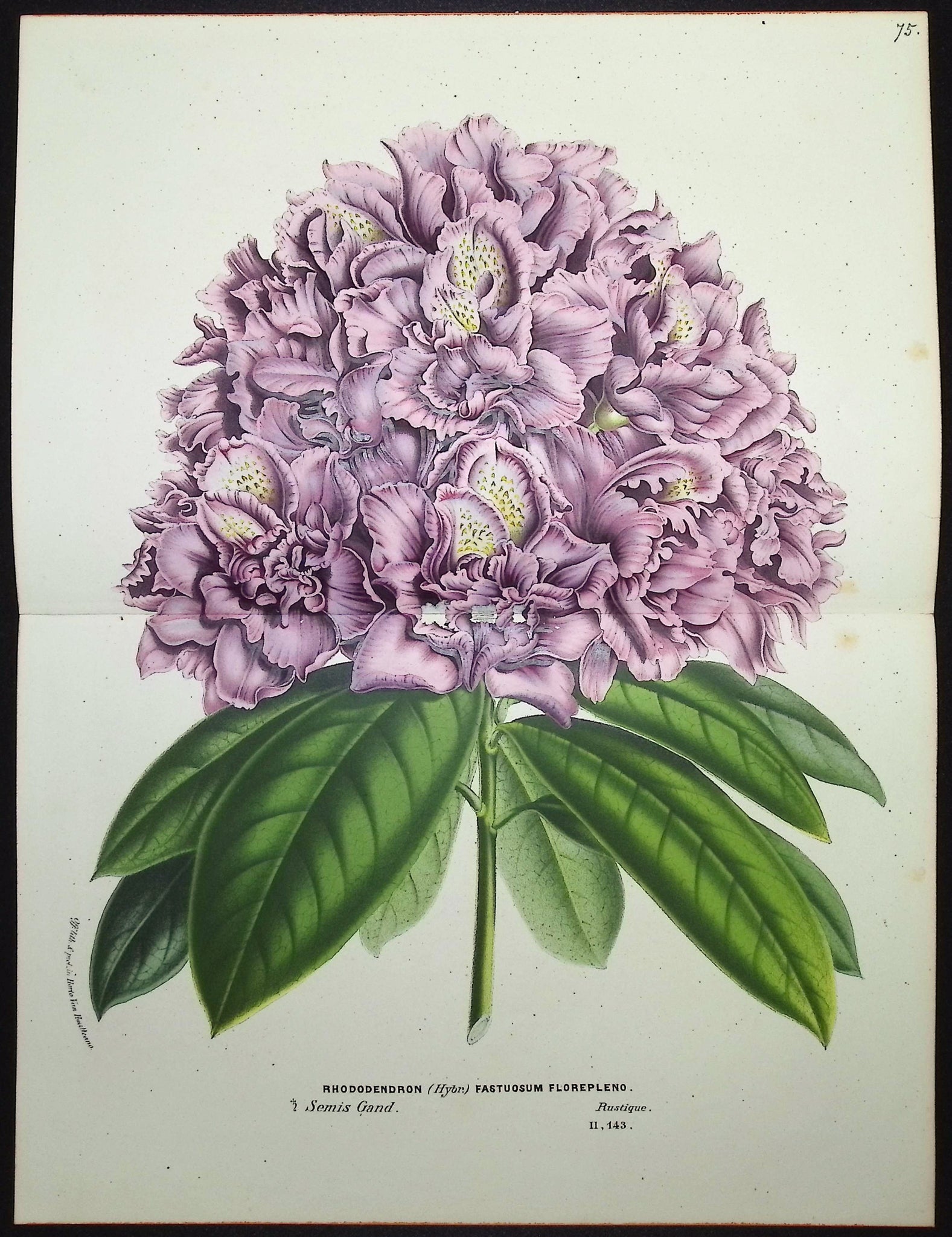 Rhododendron