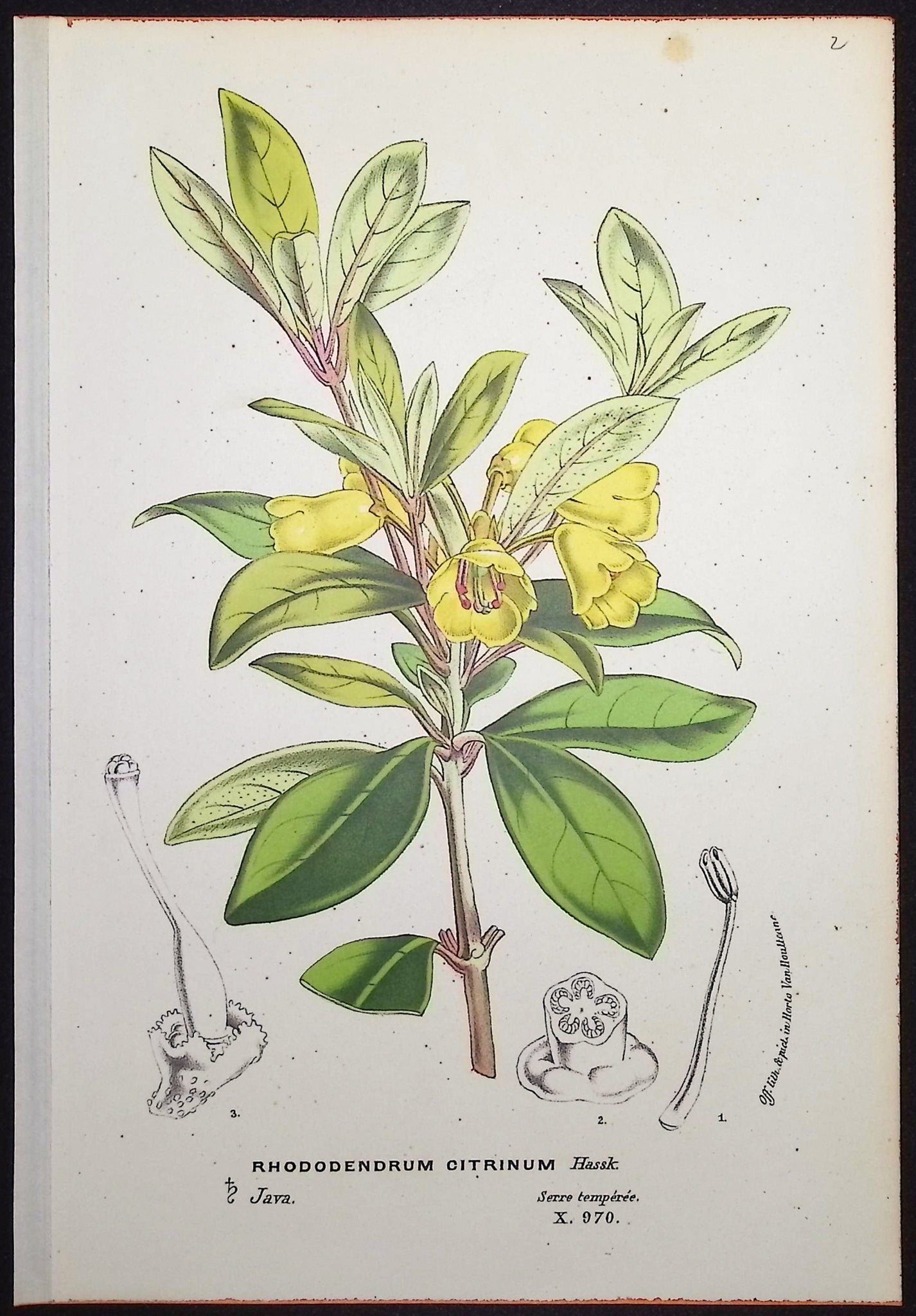 Rhododendron