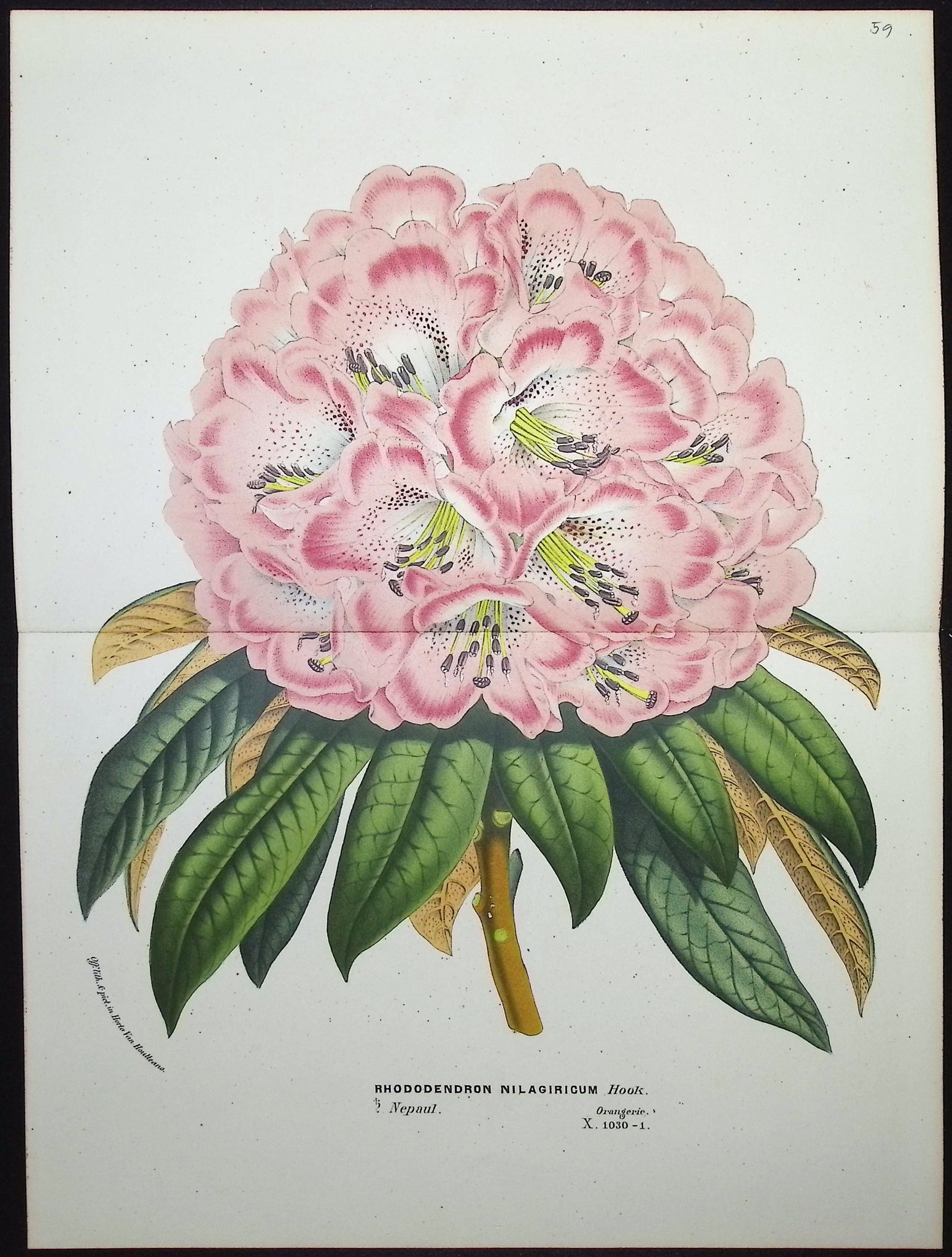 Rhododendron