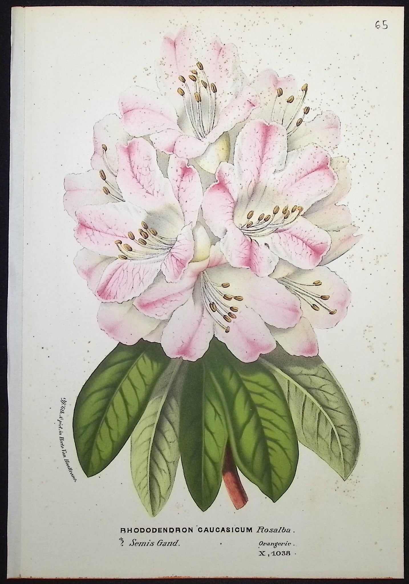 Rhododendron
