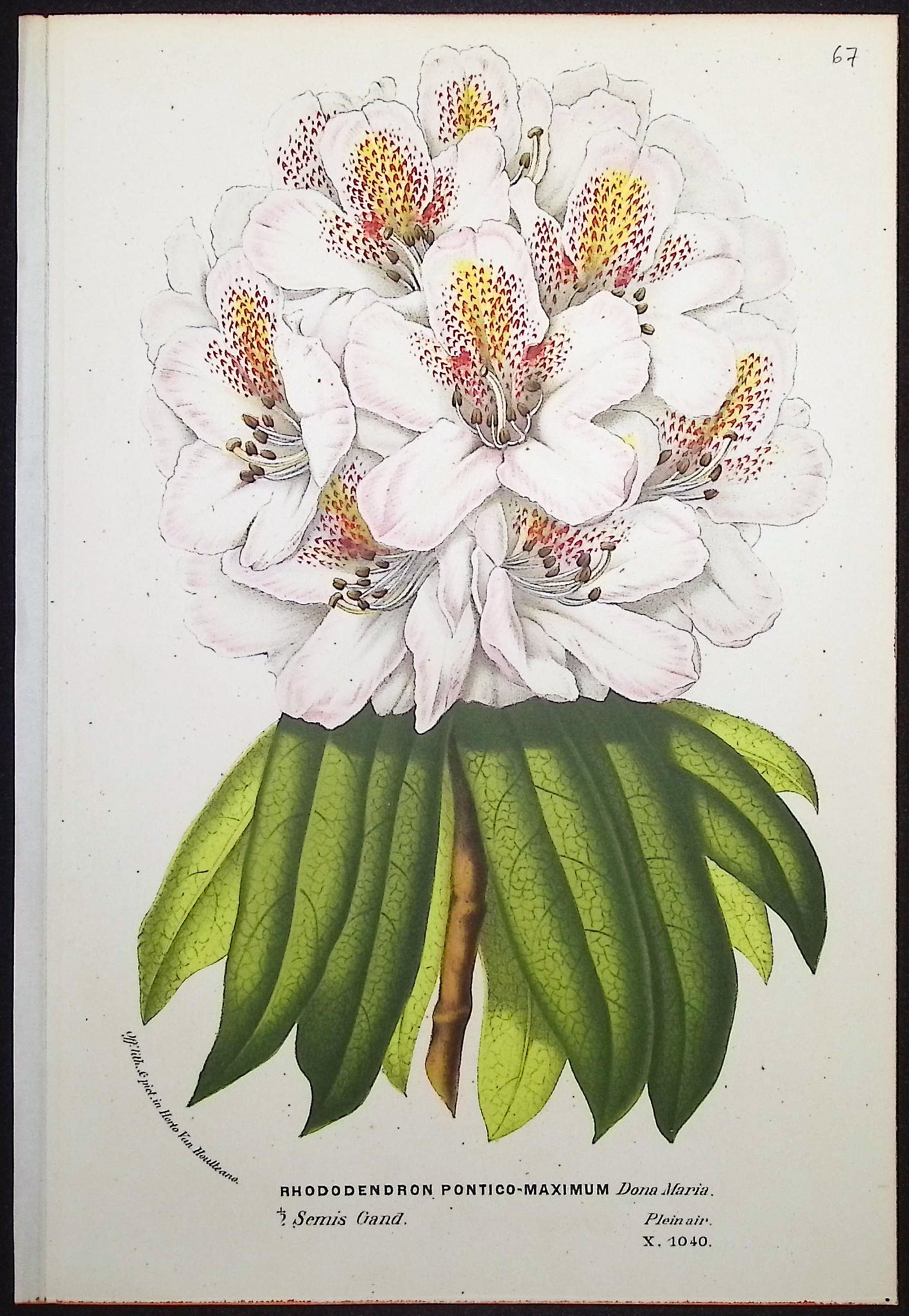 Rhododendron