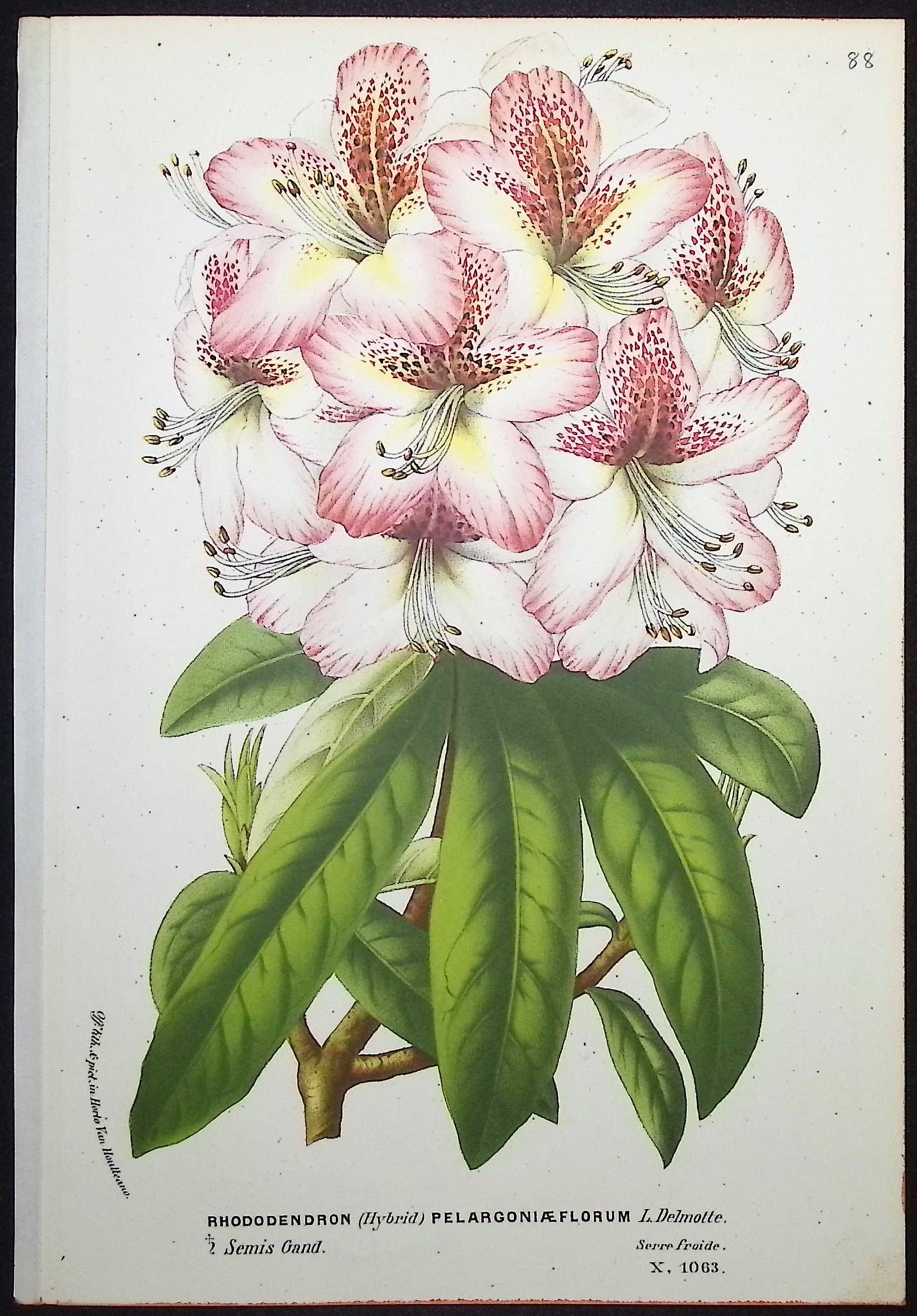 Rhododendron