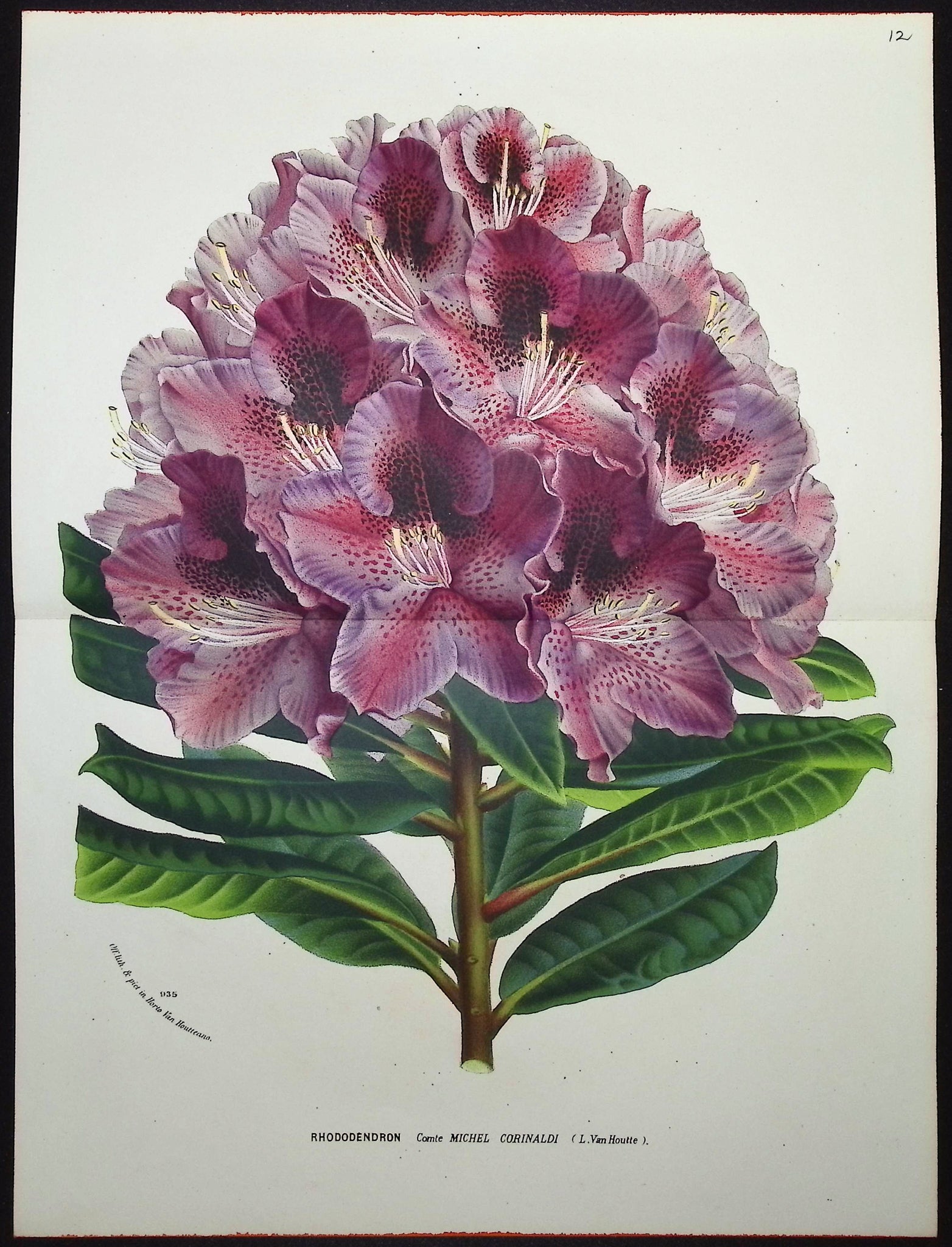 Rhododendron