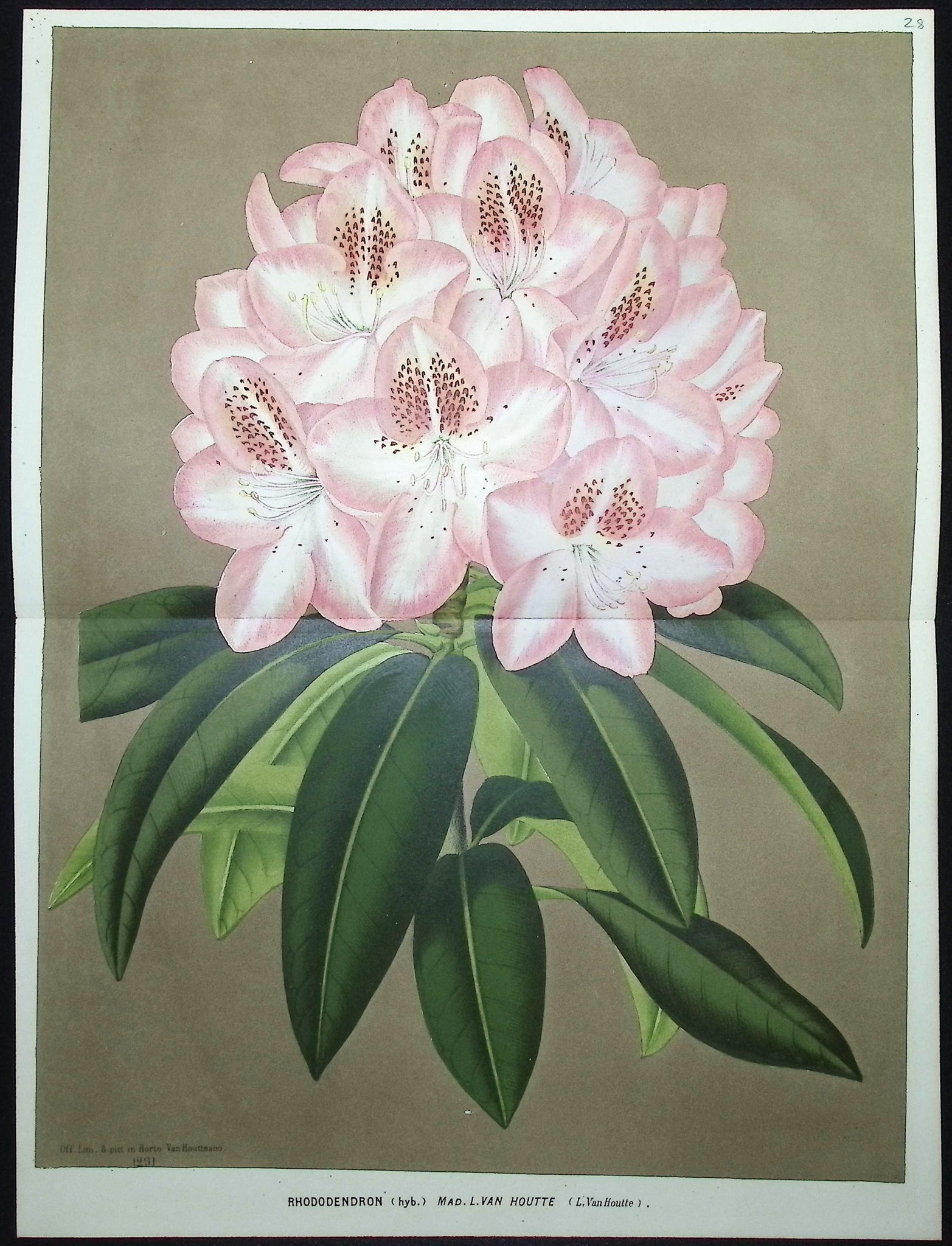 Rhododendron