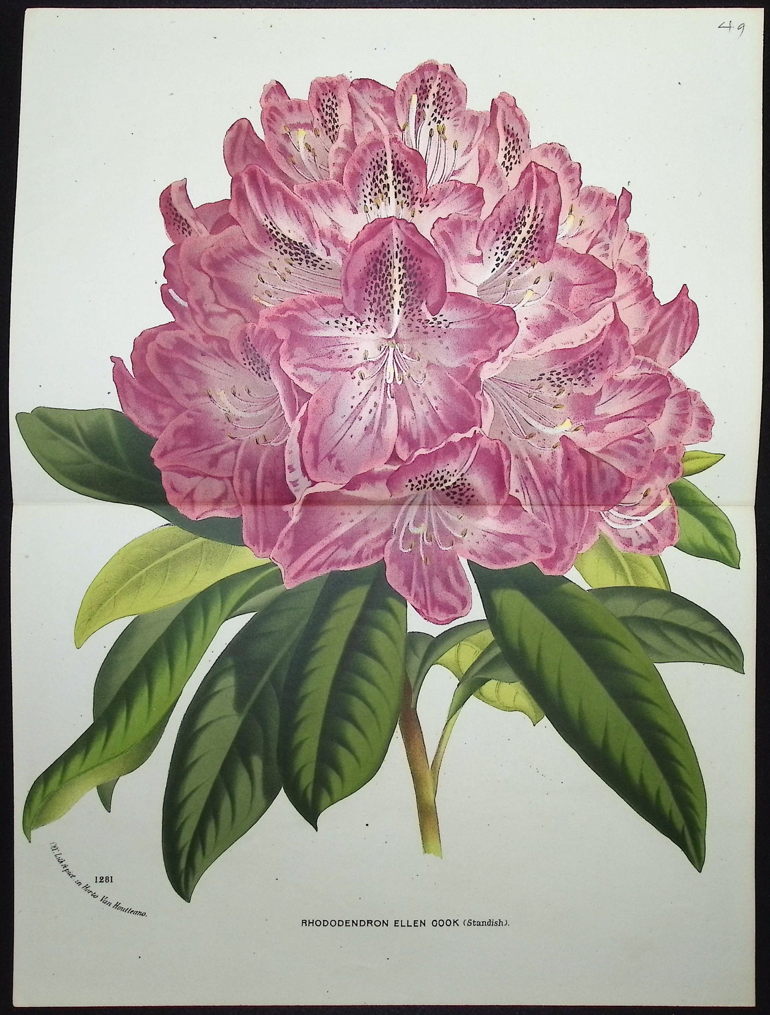Rhododendron