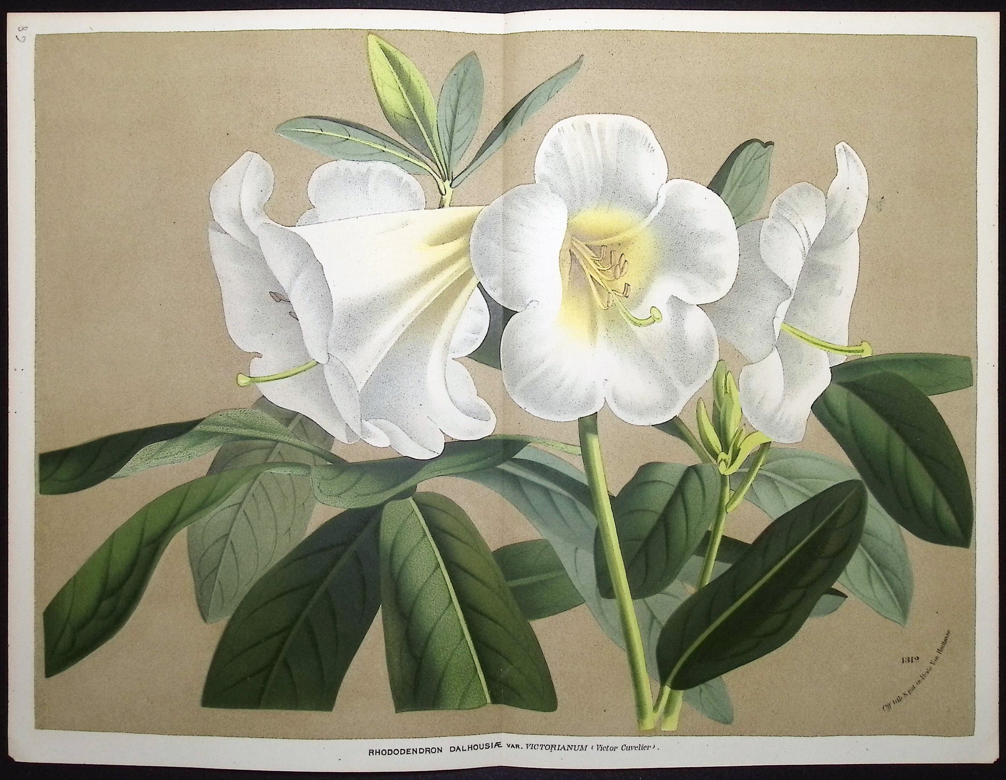 Rhododendron
