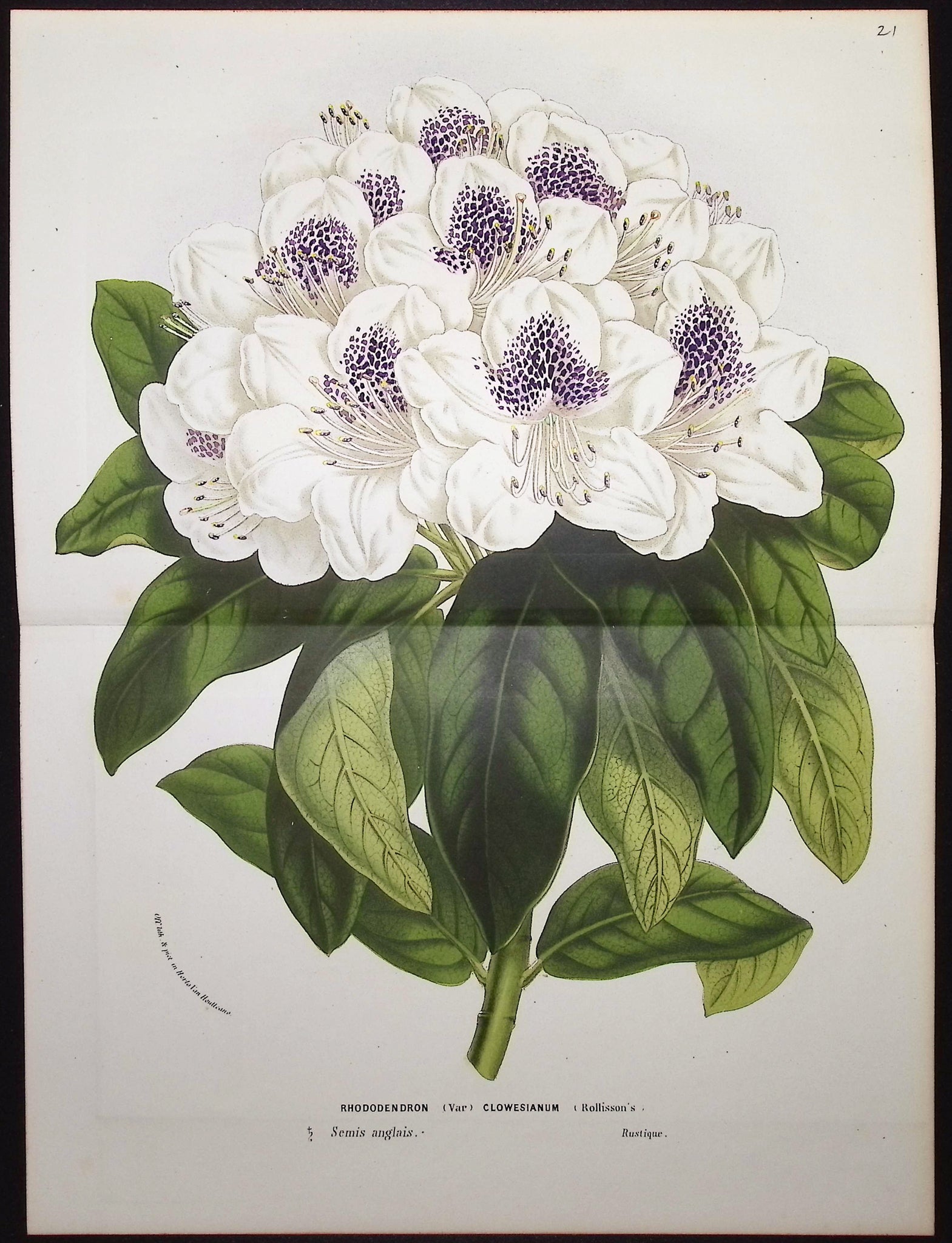 Rhododendron