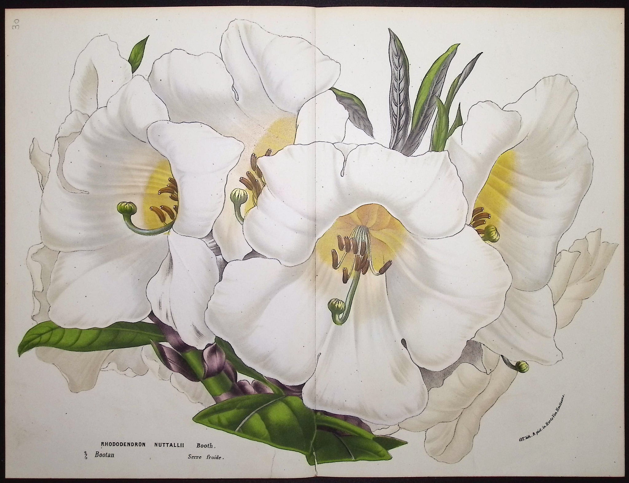 Rhododendron