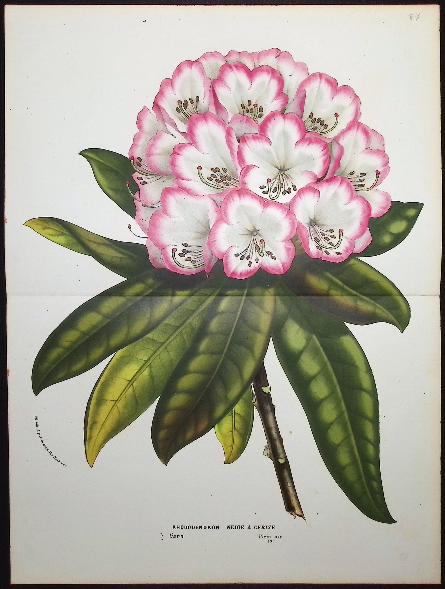 Rhododendron