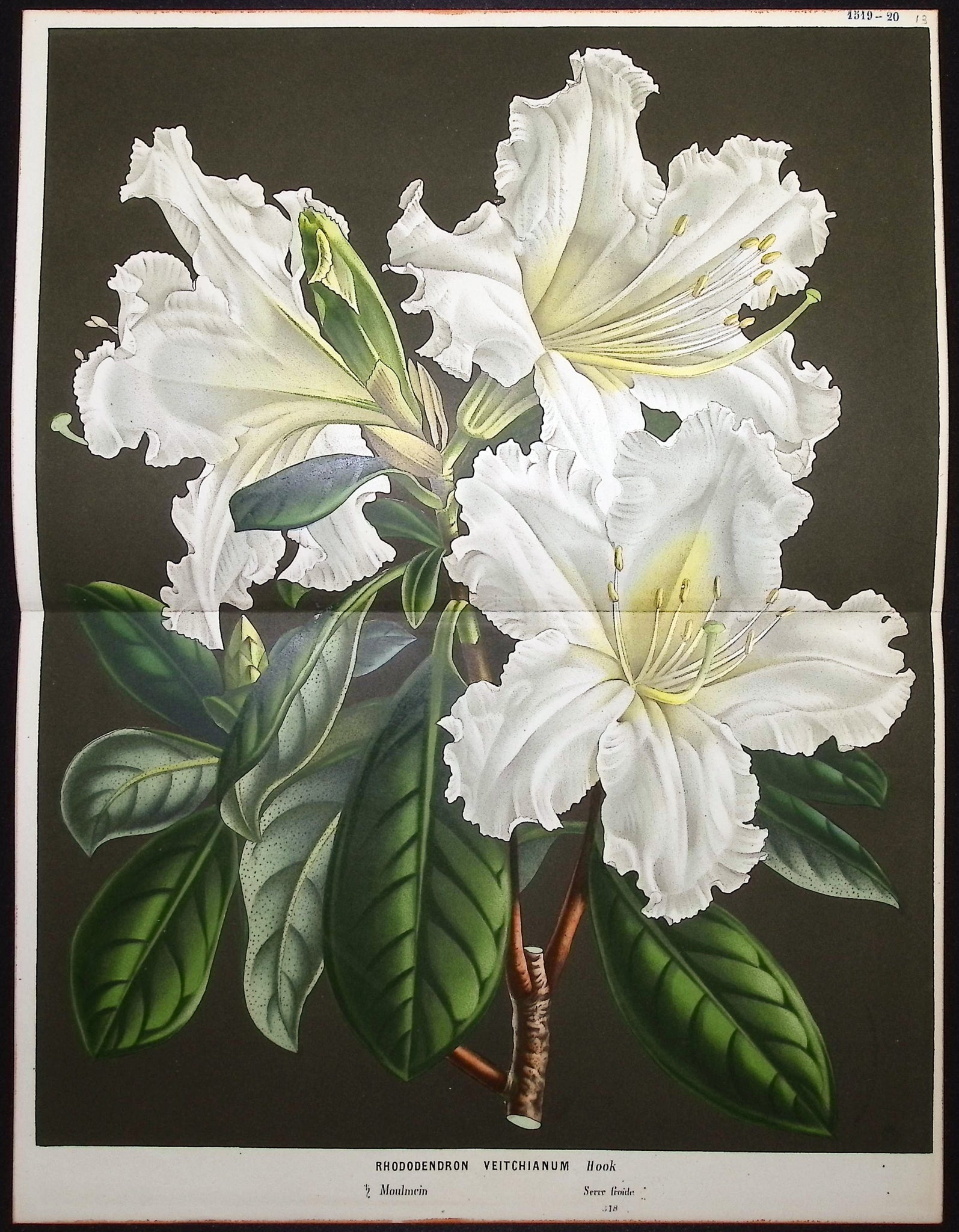 Rhododendron