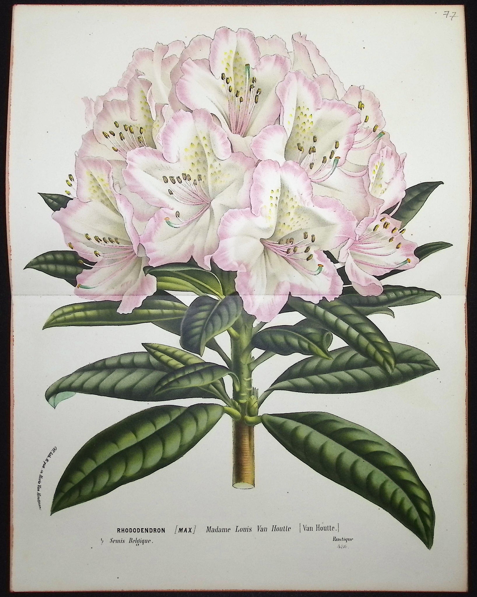 Rhododendron