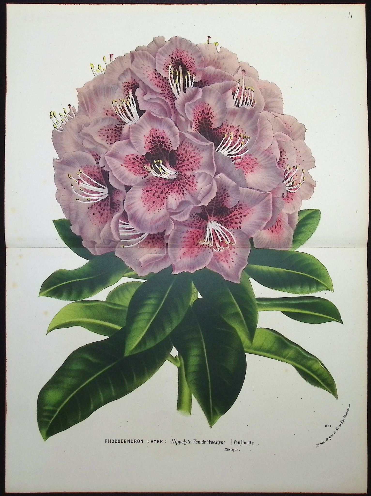 Rhododendron