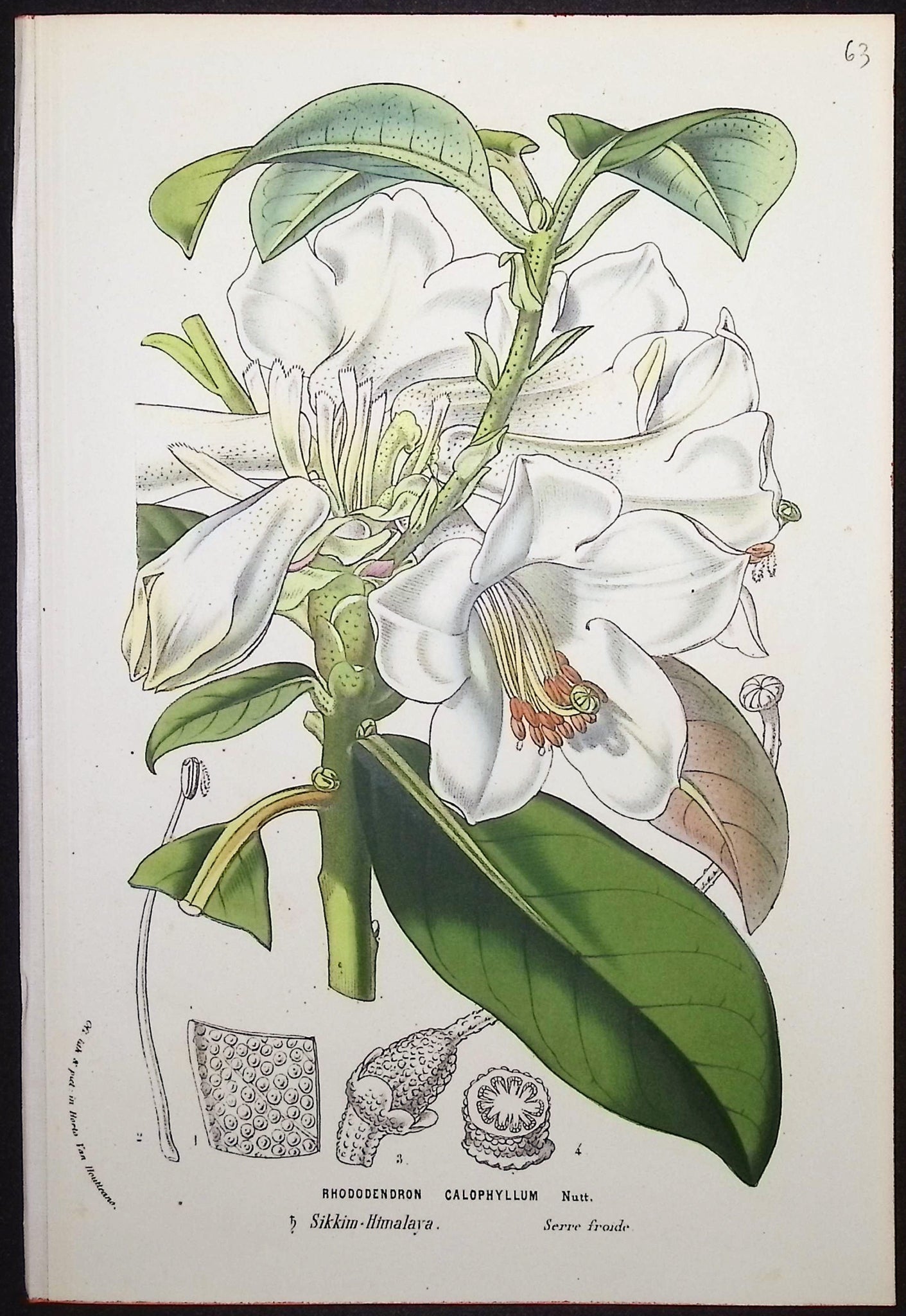 Rhododendron