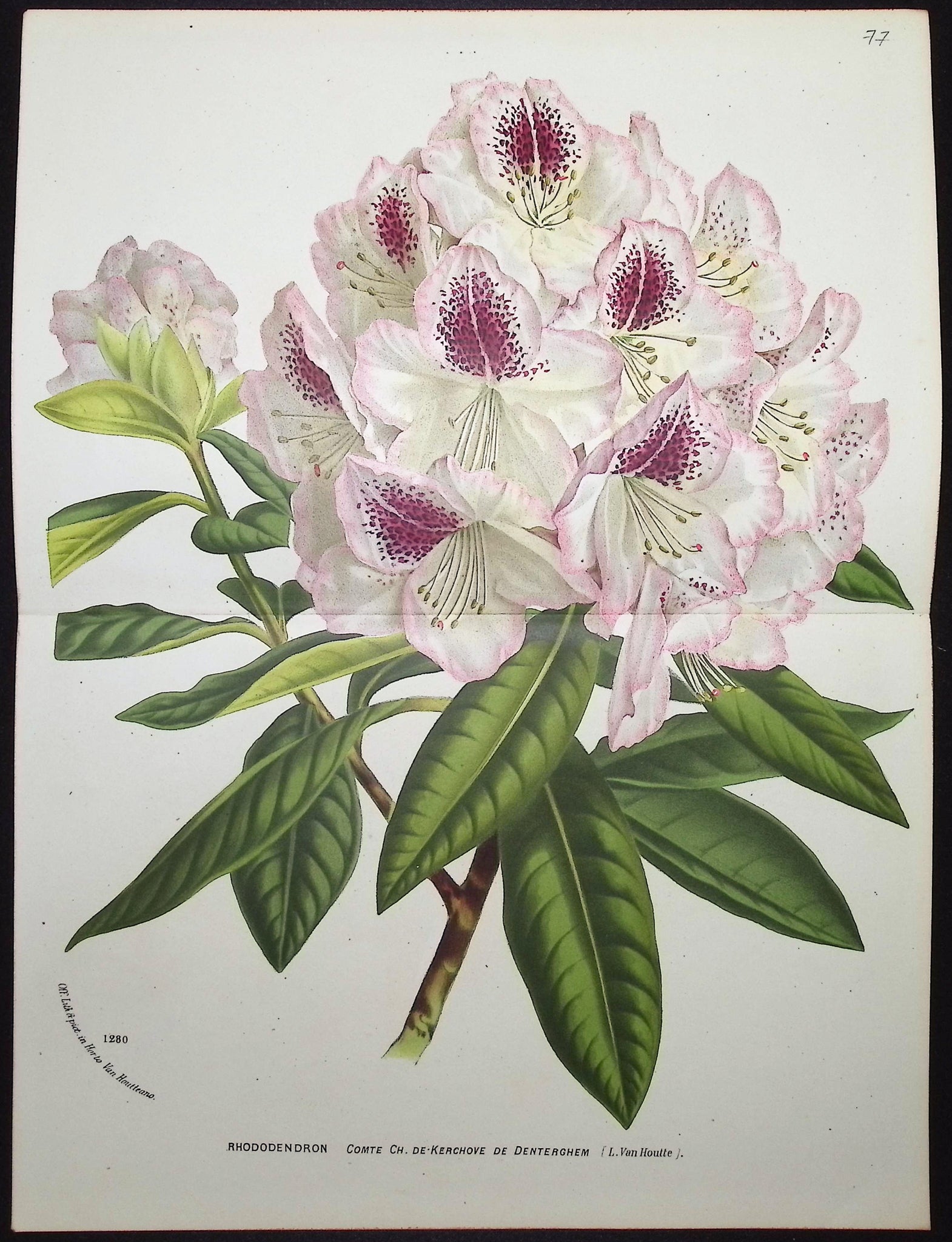 Rhododendron