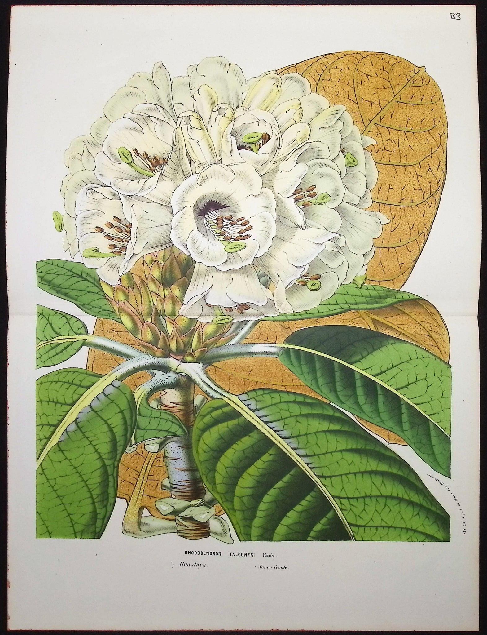 Rhododendron